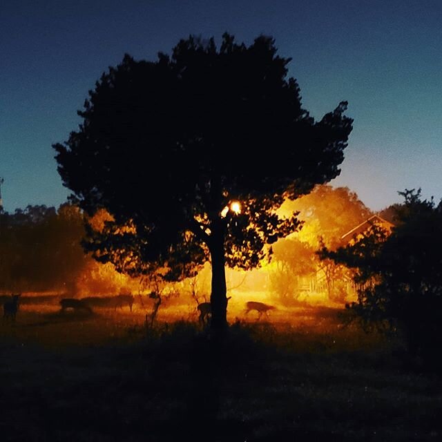 At night Heritage Village can be a magical place.

#texashillcountry #museumoftexashandmadefurniture #heritagevillage #nbtx #newbraunfelstx #smallmuseum #deer