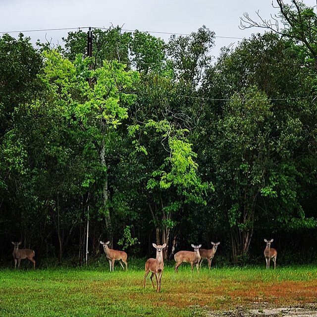 The deer had a lovely, quiet (if a little rainy) Folkfest weekend with no Folkfest due to the current pandemic. We made do by planting a victory garden and doing some much needed cleanup around the property. Hang in there folks and stay well! See you