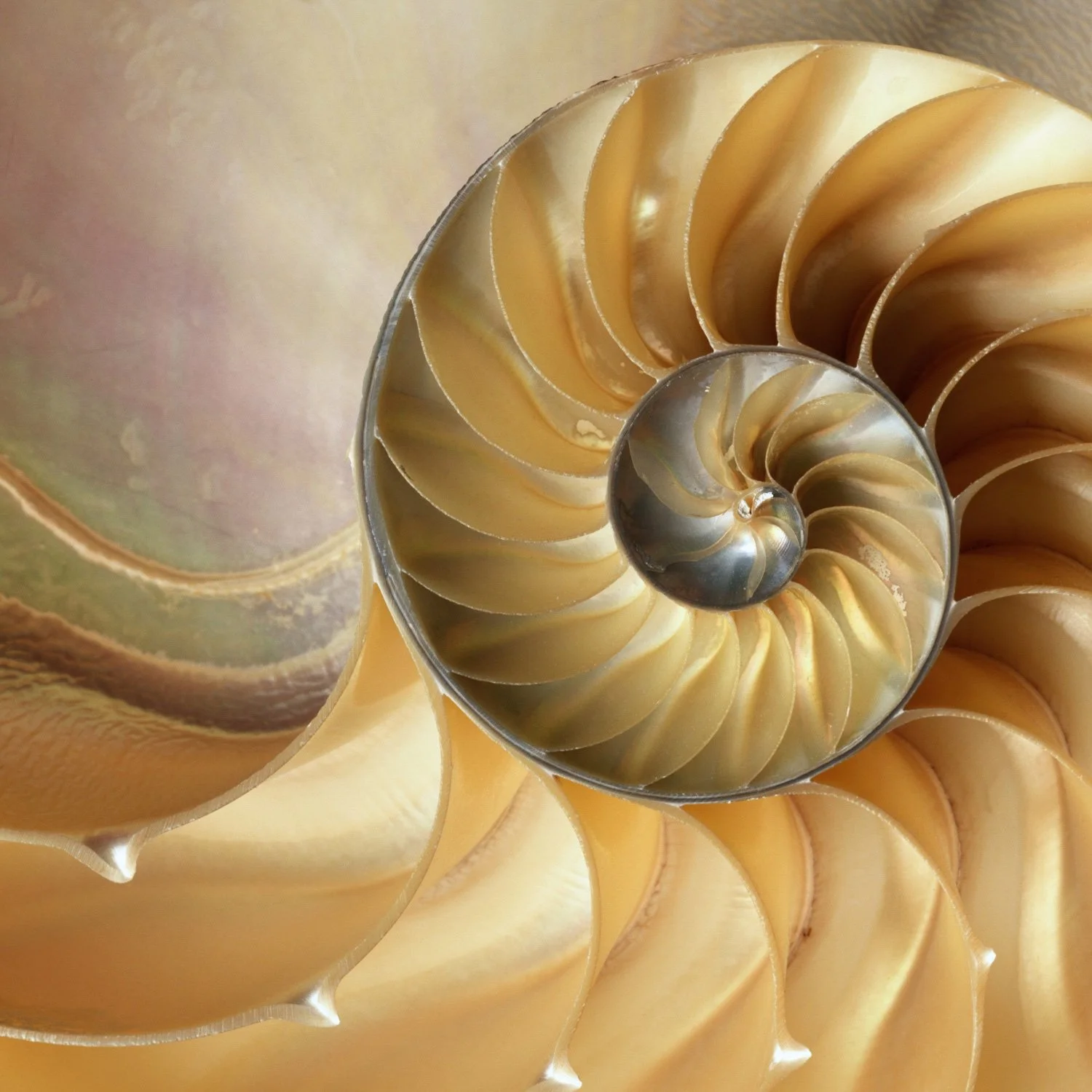George-Siede-Photography©Siede-Preis Nautilus_Shell.jpg