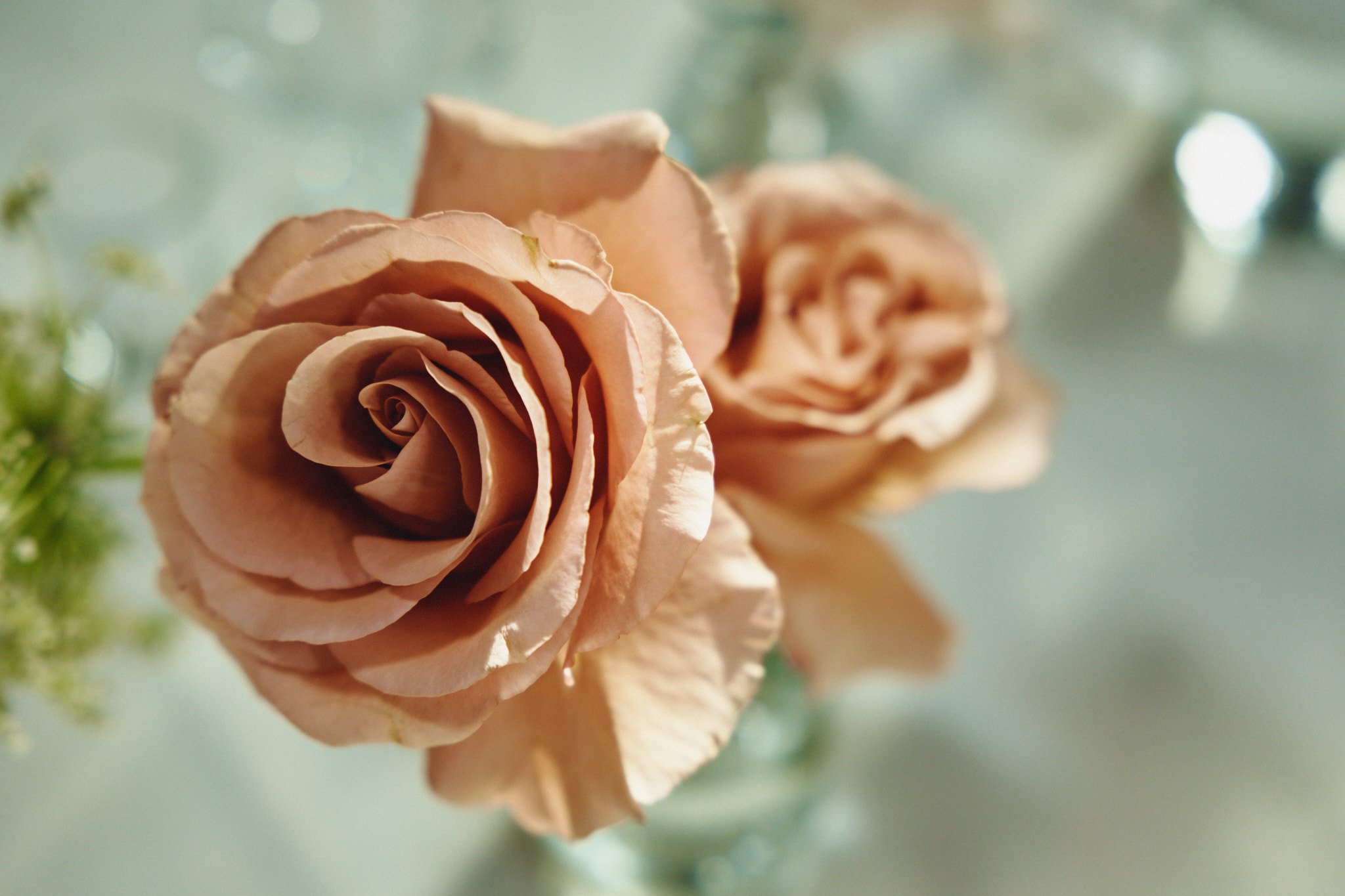  A detail of the peach roses from the wedding flowers 