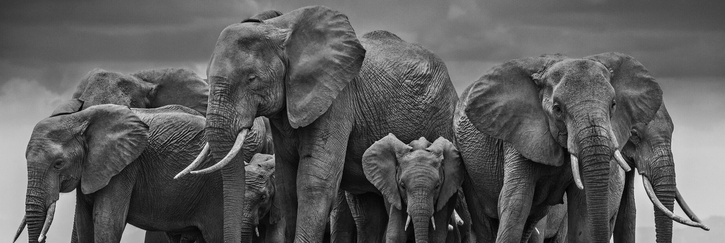 elephant-wallpapers-high-quality.jpg