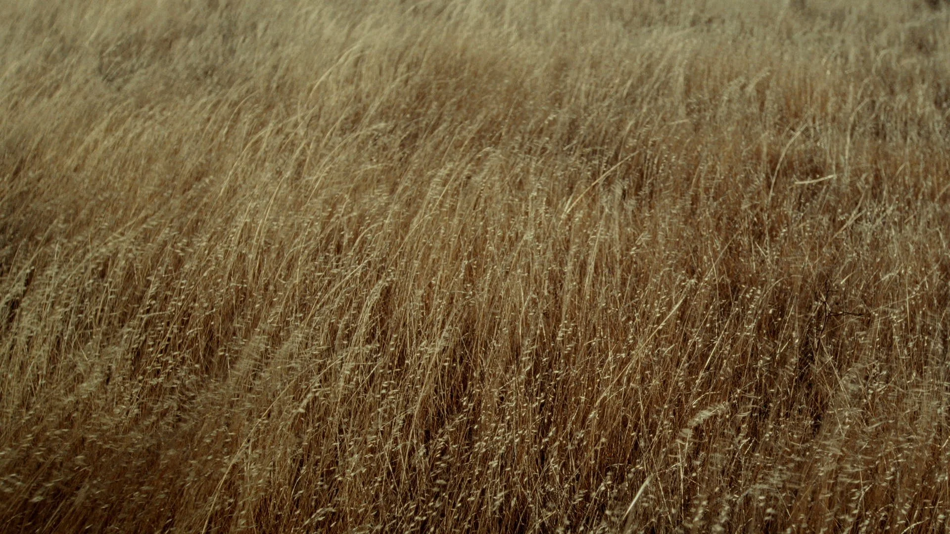 SATC_'harvest_eyes'_01000218.jpeg