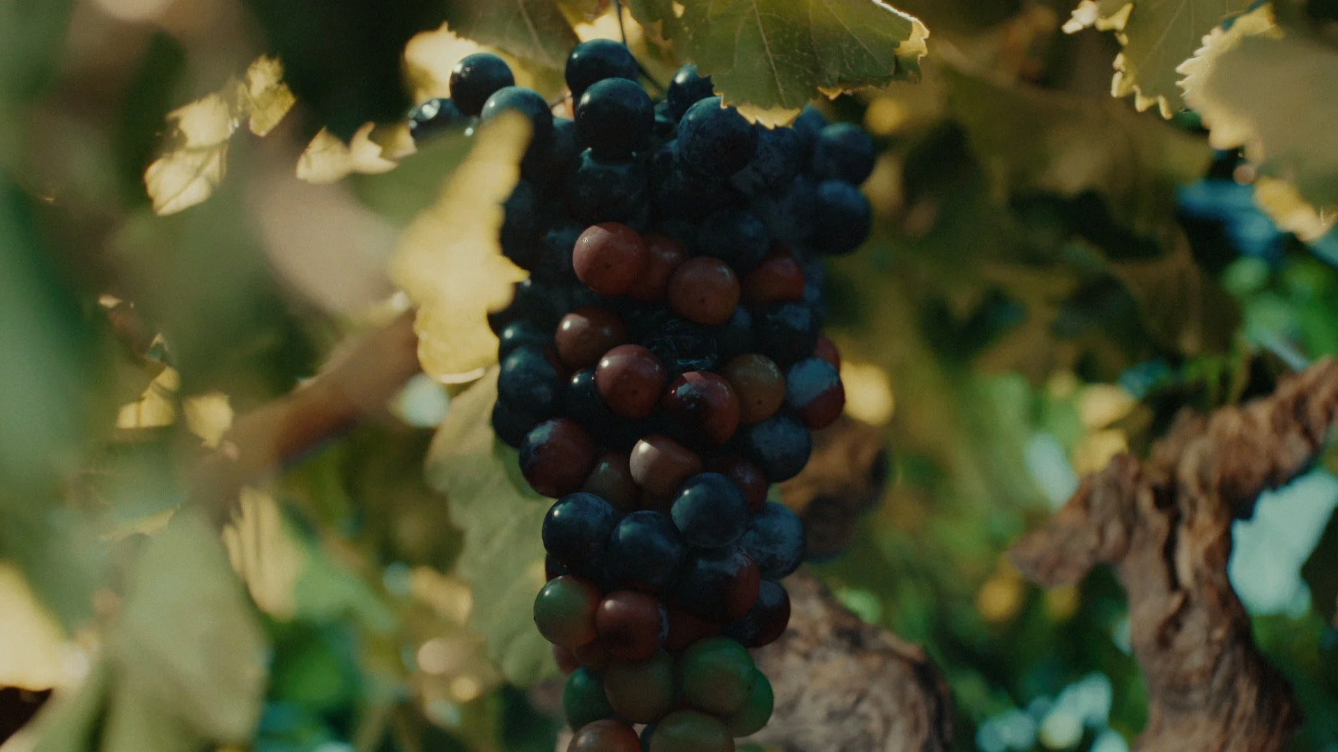 SATC_'harvest_eyes'_01001917.jpeg