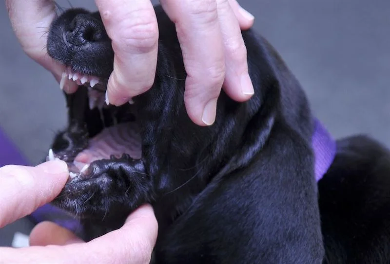 dog-body-handling-meghan-davis