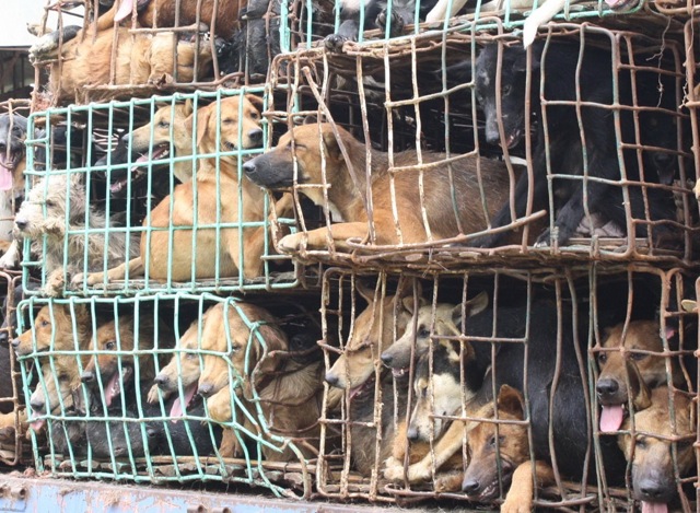 puppy mill