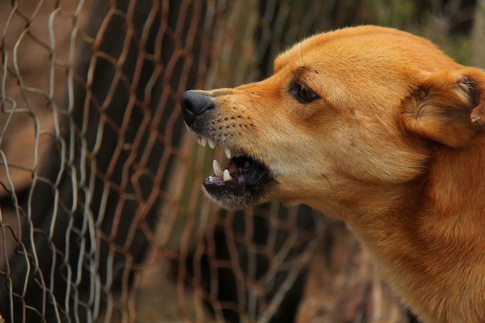 aggressive dog trainer