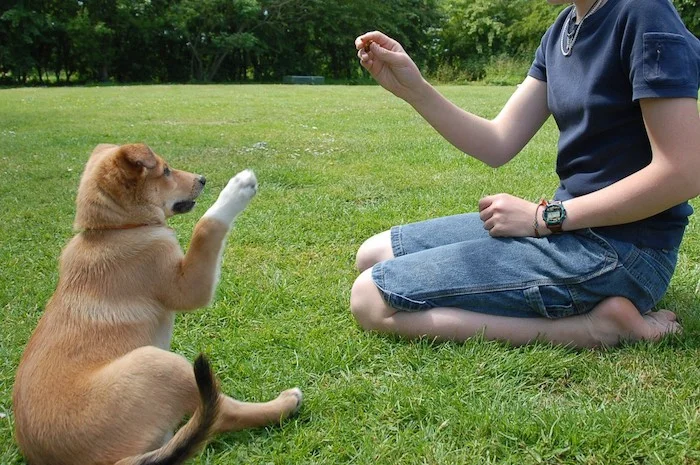 positive reinforcement dog trainer