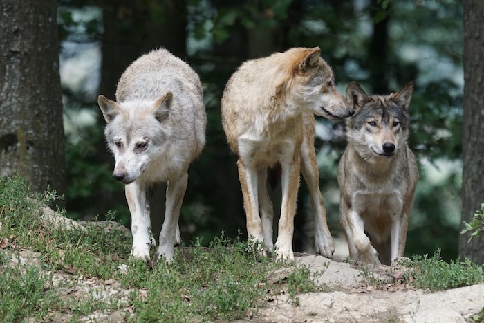wolves.jpeg