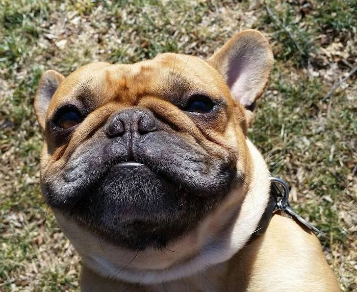 frenchie-dog-training-milo