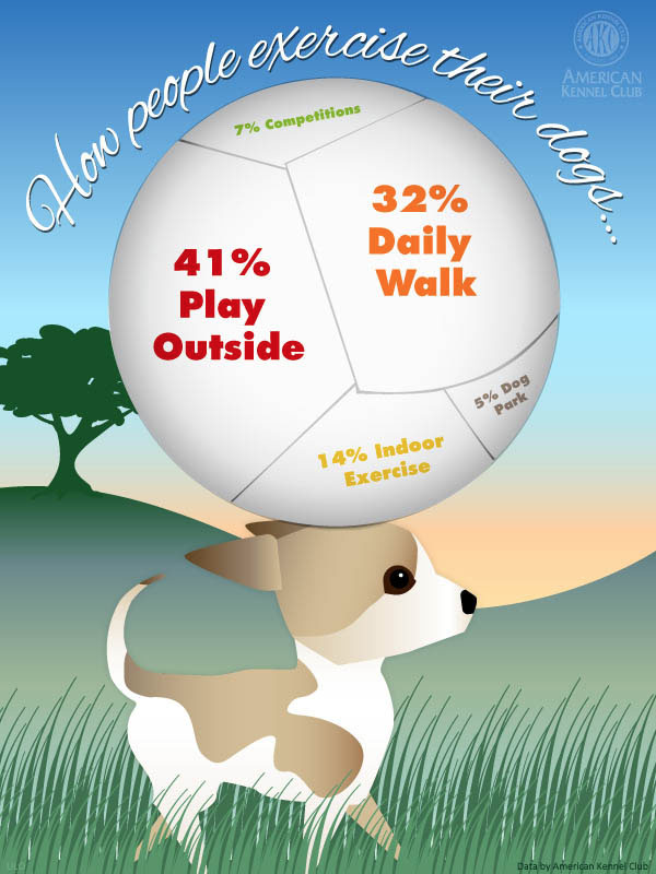 how-much-to-exercise-my-dog-akc