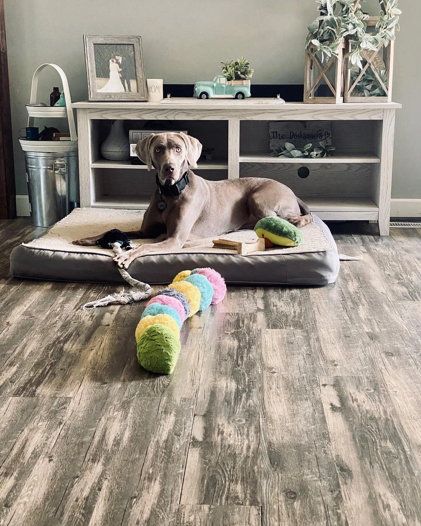 Obedience Dog Training Client Spotlight — Pawsitive Foundations