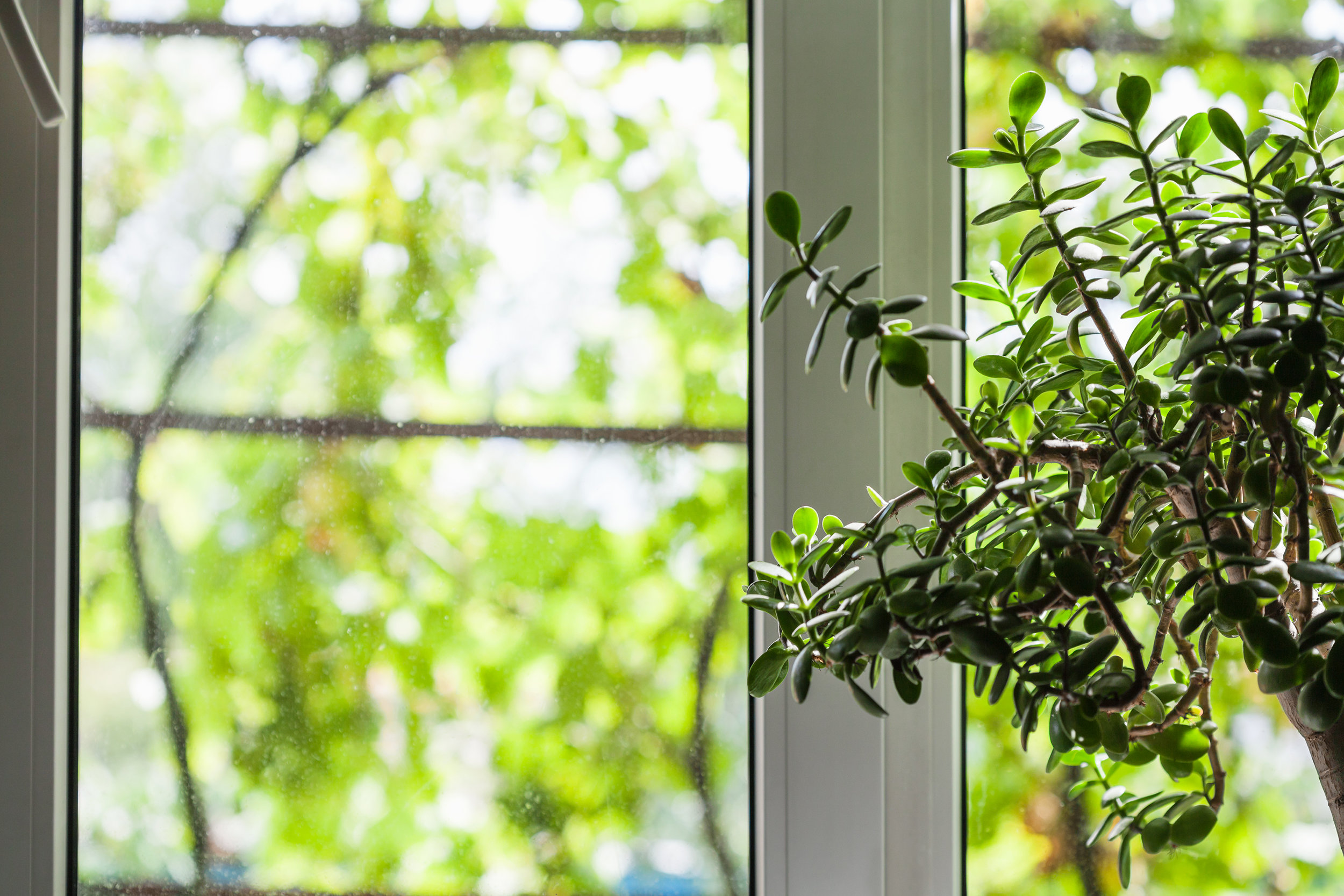 window-of-country-house-in-summer-PRSSNGG.jpg