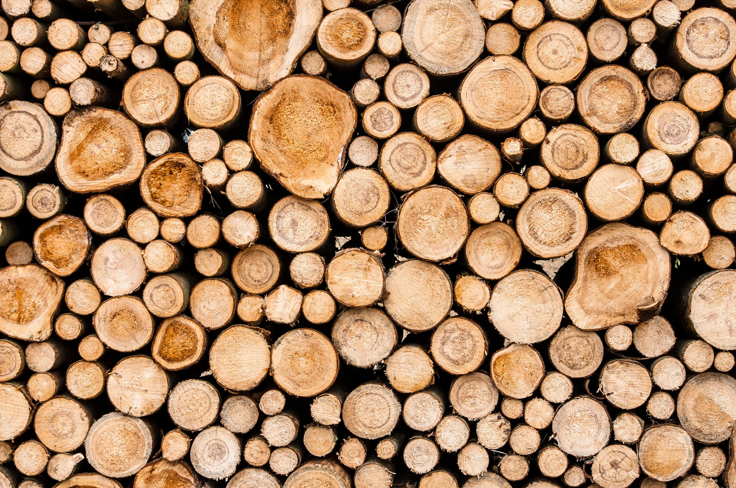 shutterstock_504175441.jpg
