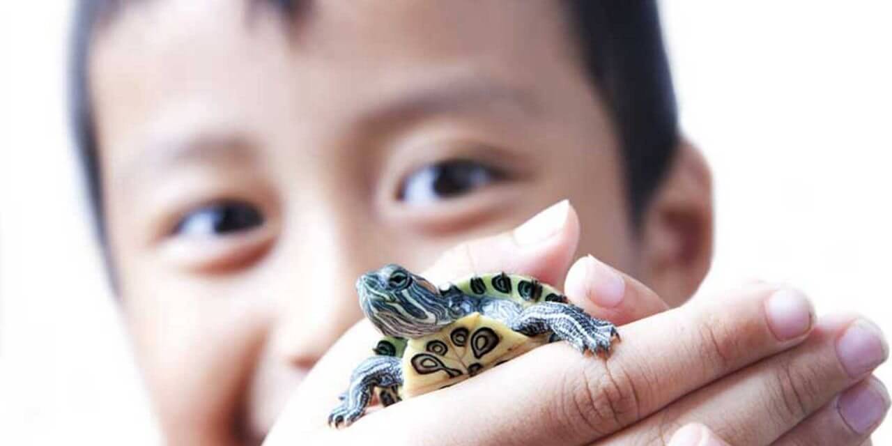 kid-with-turtle-1280x640.jpg