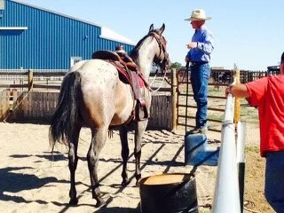Harmonious Horsemanship Clinic (Afternoon Session for Beginner and Intermediate Horses and Riders)