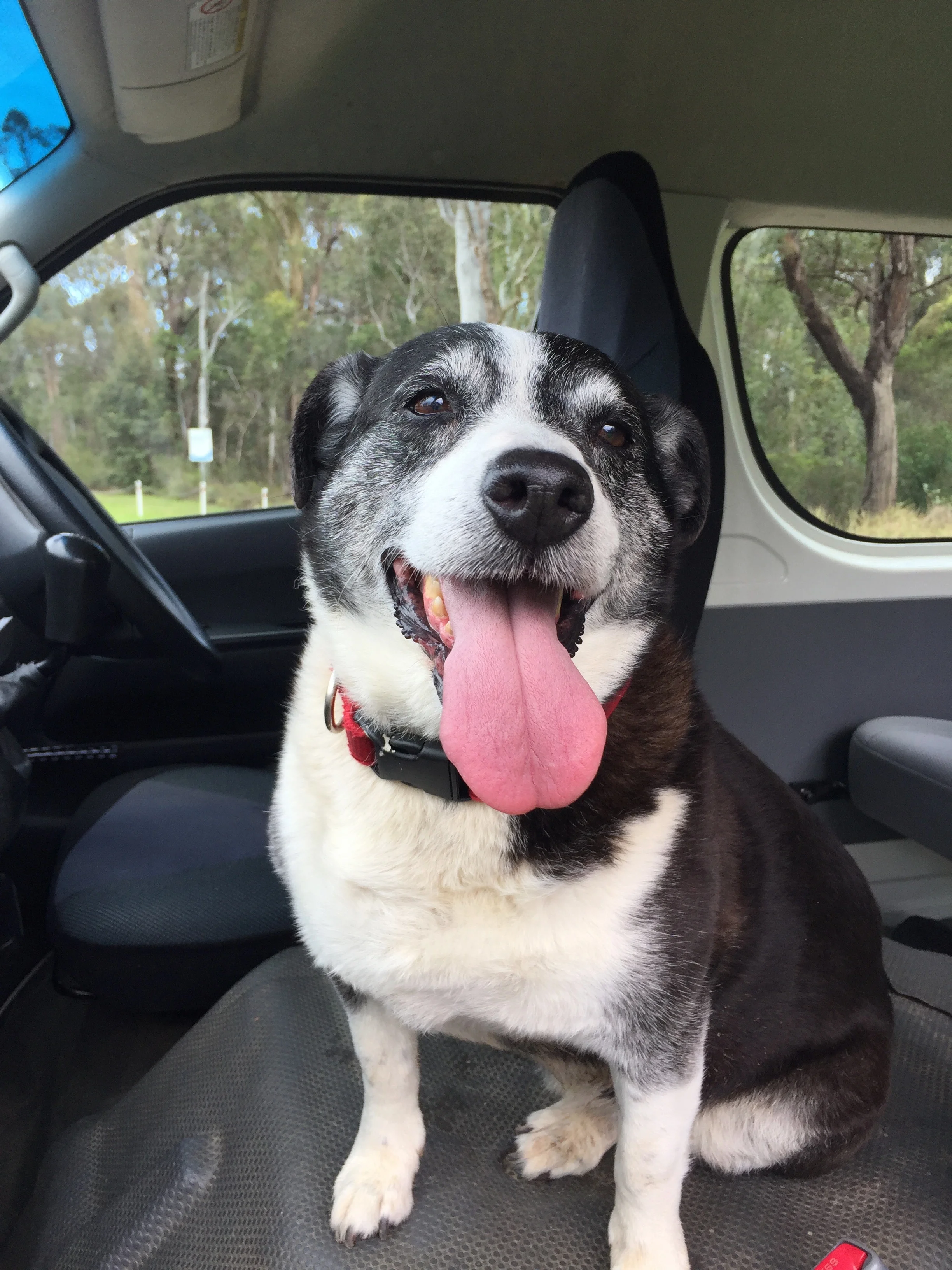 Tasmania - Latest News