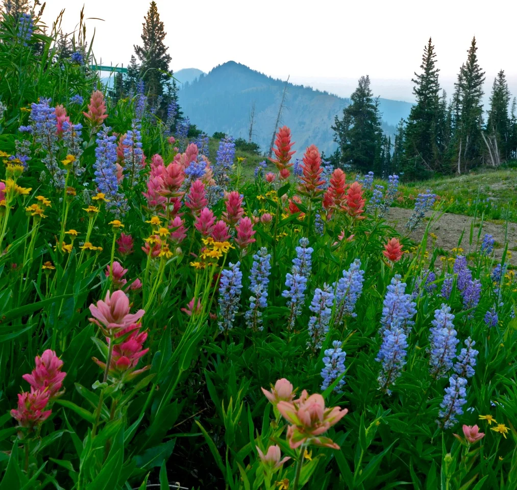 Mineral Basin (Wasatch Mtns) by Jonathan Duncan