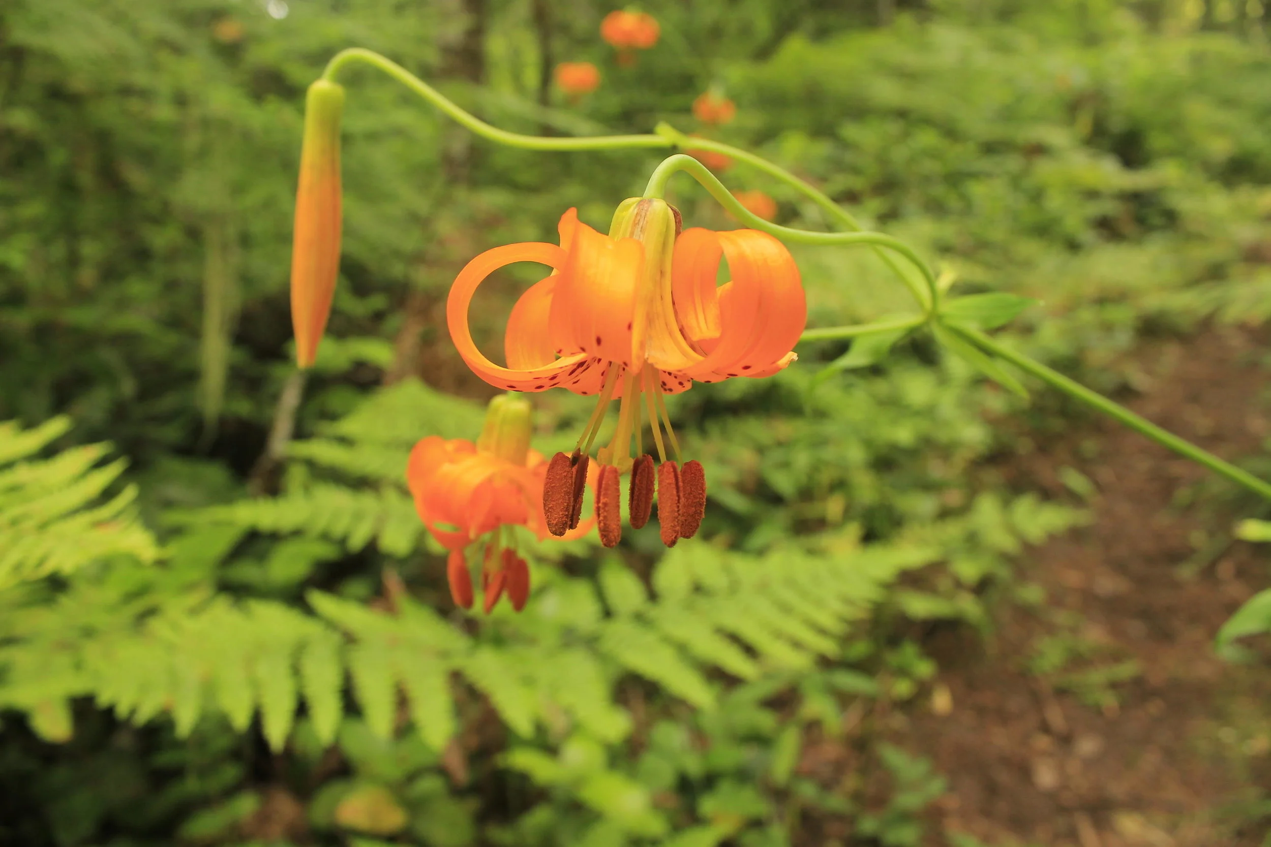 Rooster Rock tiger lily 001 web.JPG