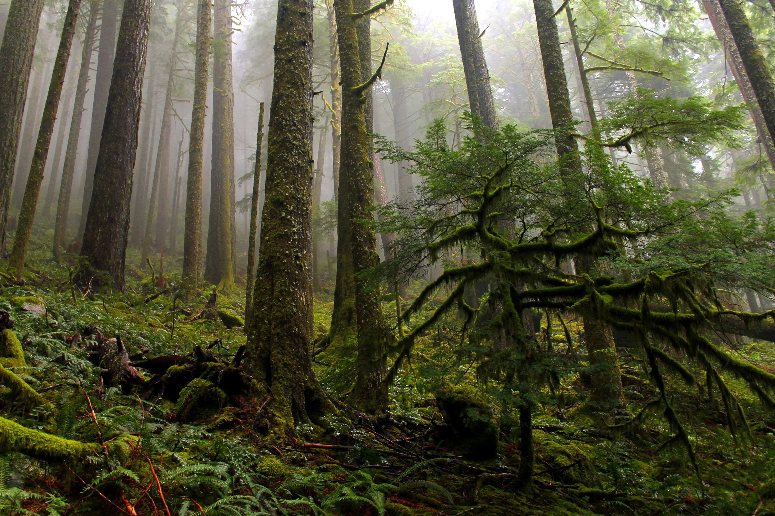 Cedar Creek Road 062 web.JPG