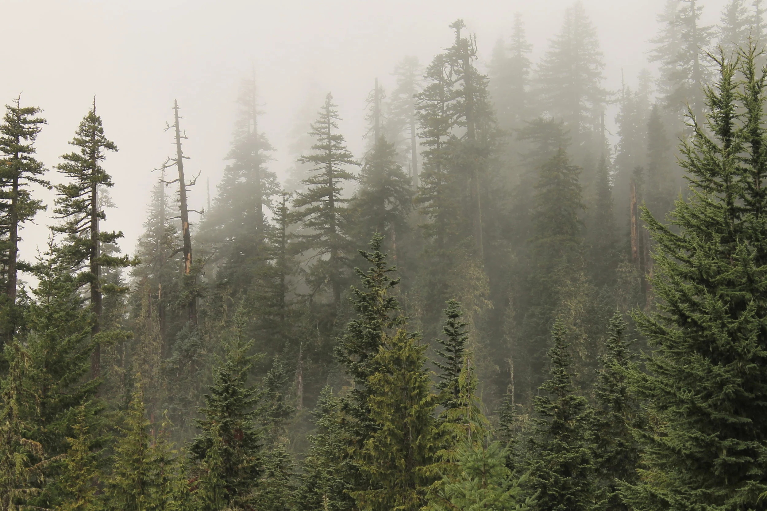 Phantom Bridge 004 web.JPG