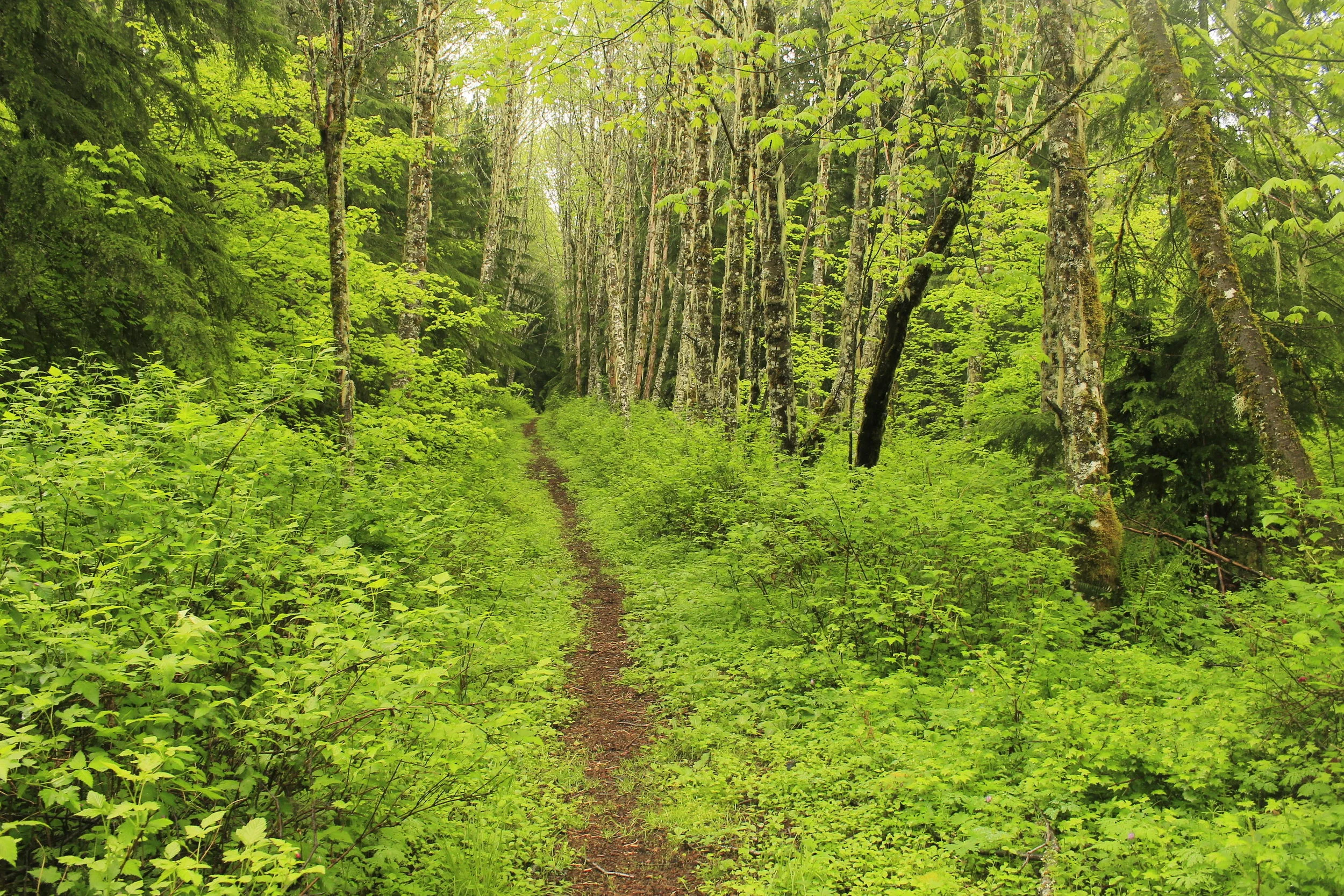 Gordon Meadows via Falls Creek Trail May 2015 web.JPG