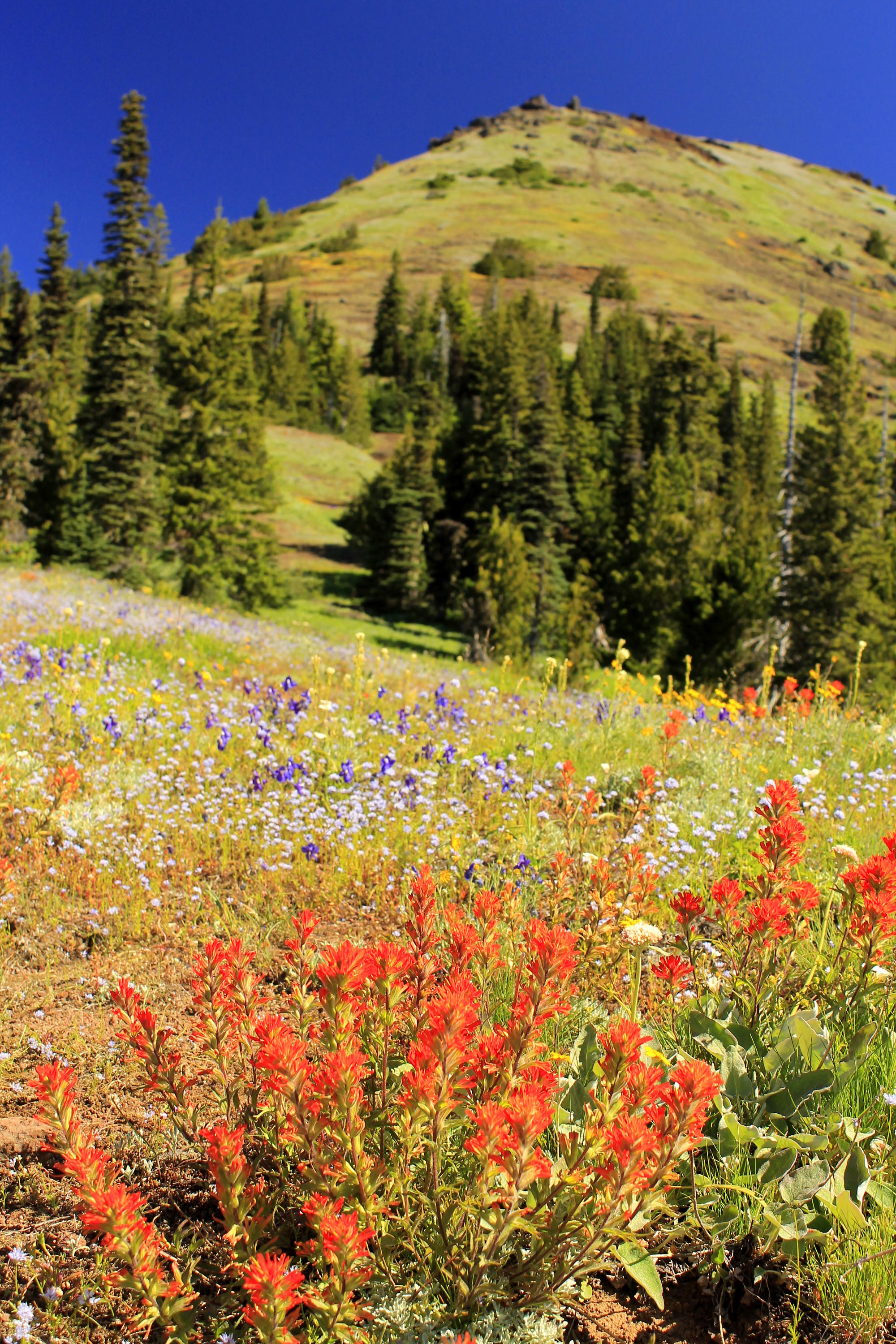 Old Cascades - June 2018 222 web.JPG