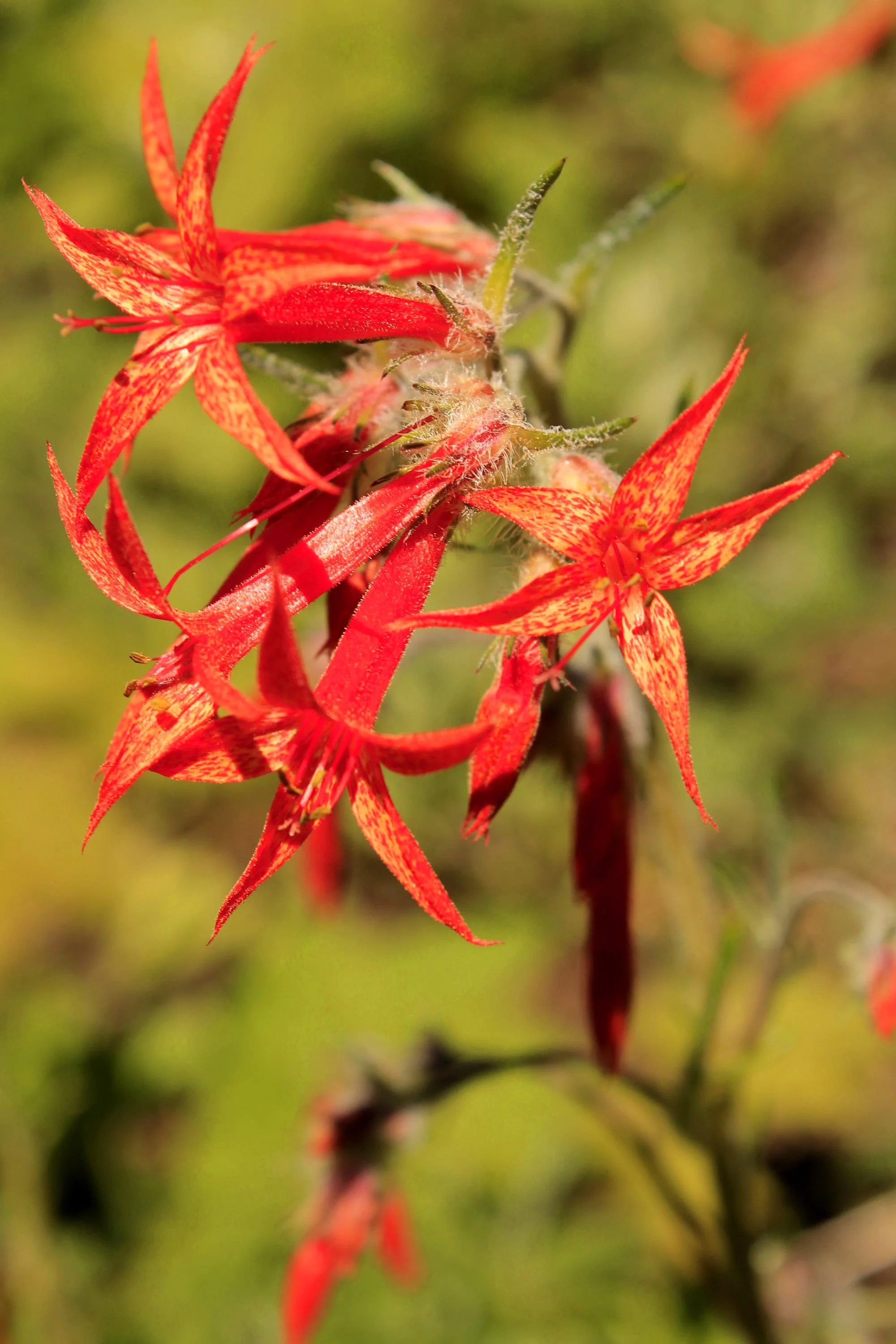 Old Cascades - June 2018 231 web.JPG