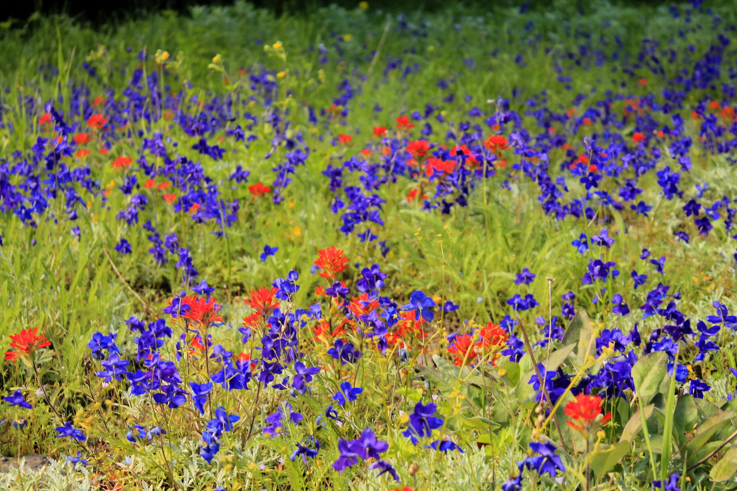 Old Cascades - June 2018 046 web.JPG