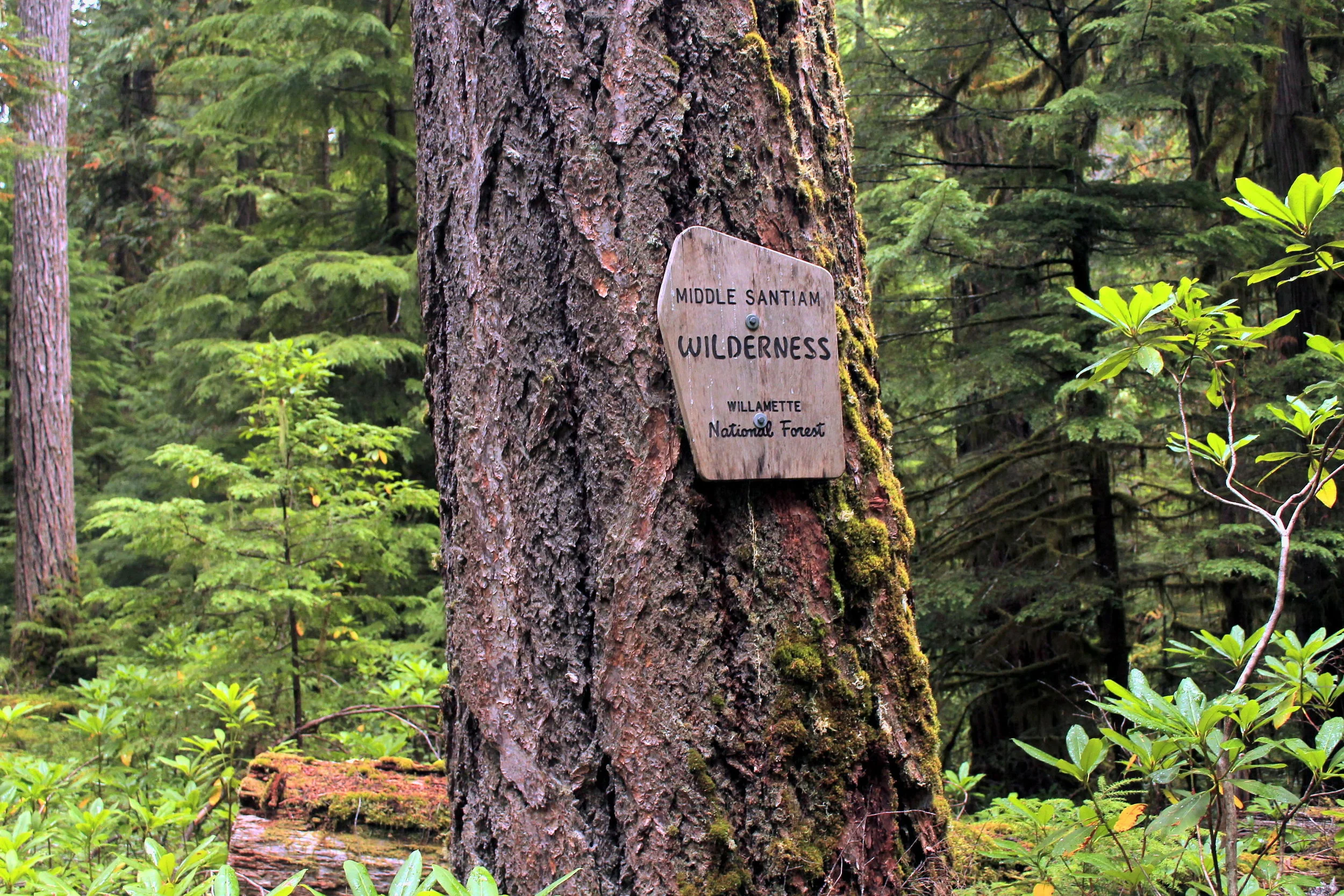 Old Cascades Crest 094 web.JPG