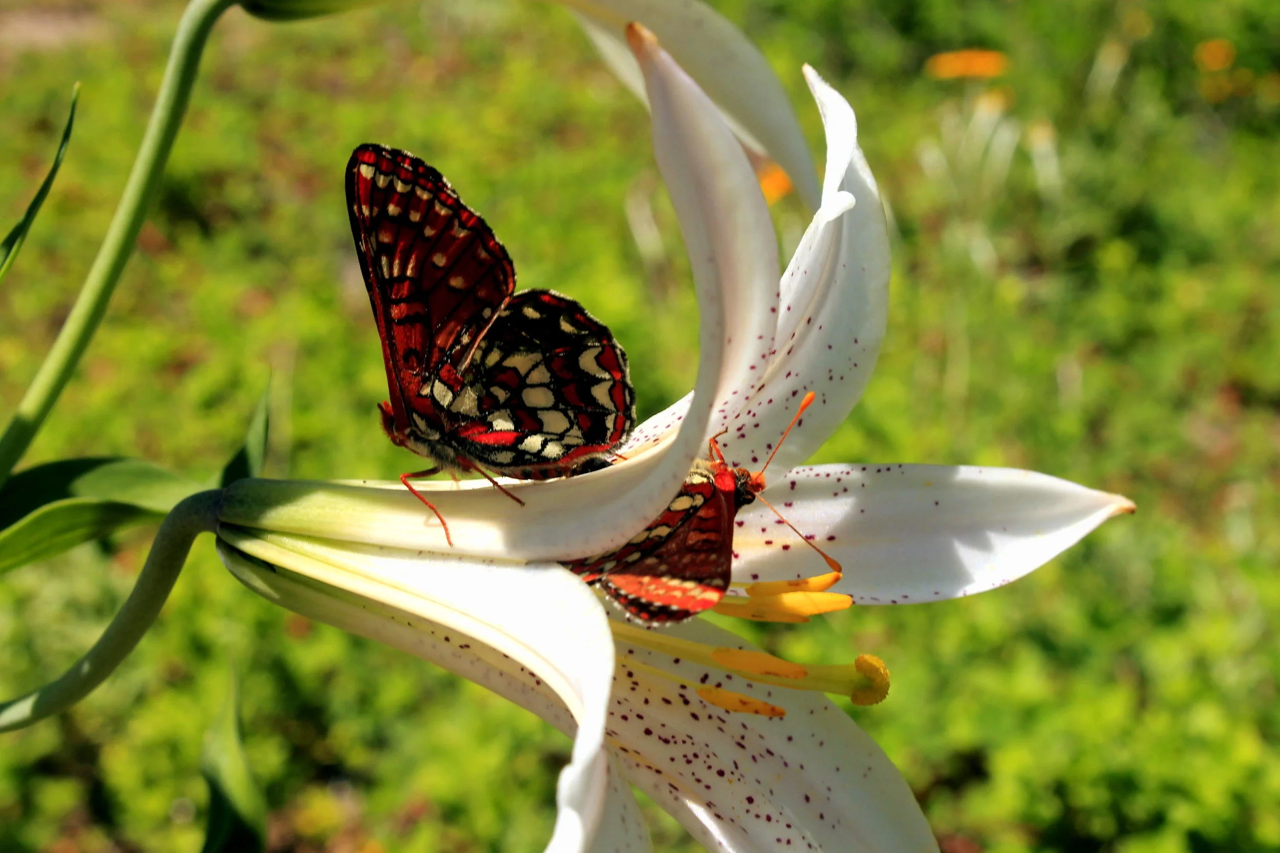 Bachelor Mountain Butterflies 191 web.JPG