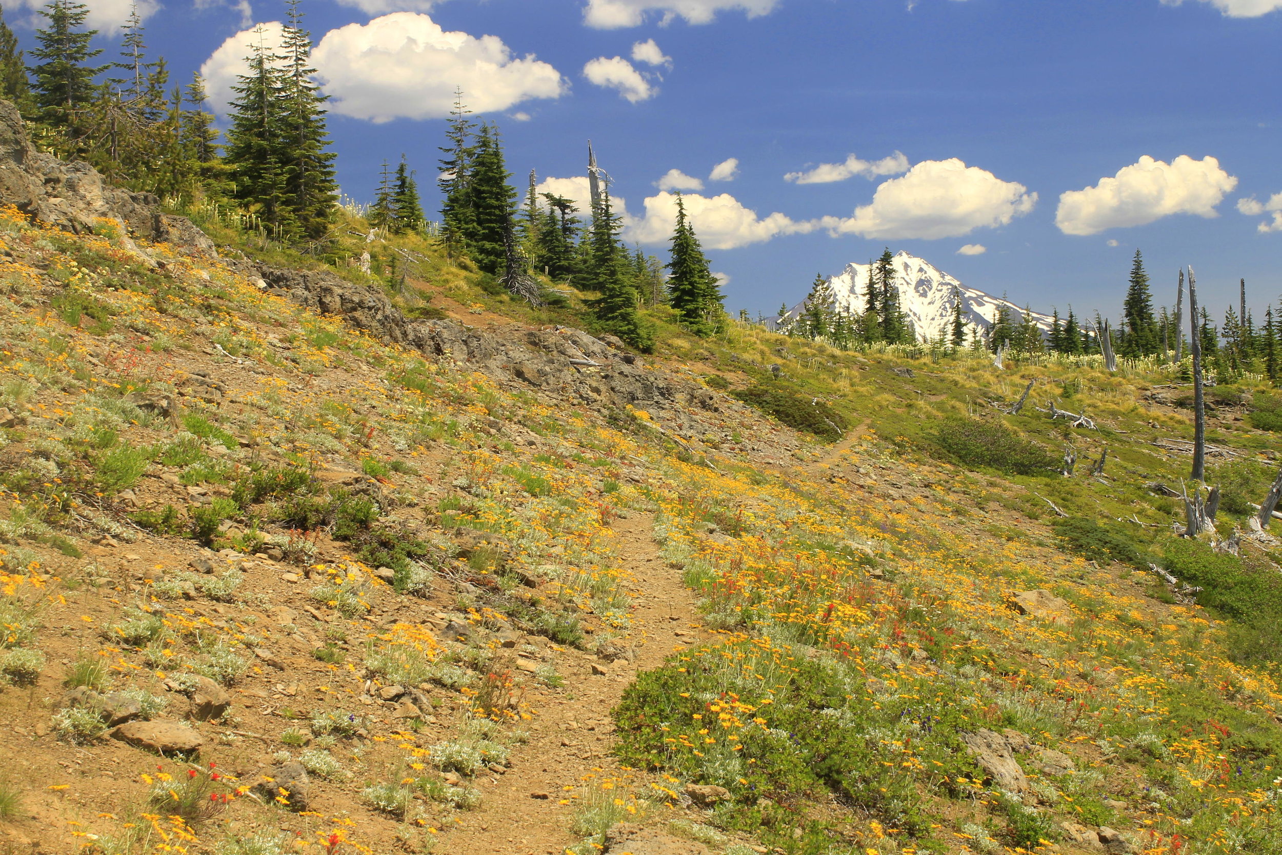 Bachelor Mtn Trail - July 2014 - 174 web.JPG