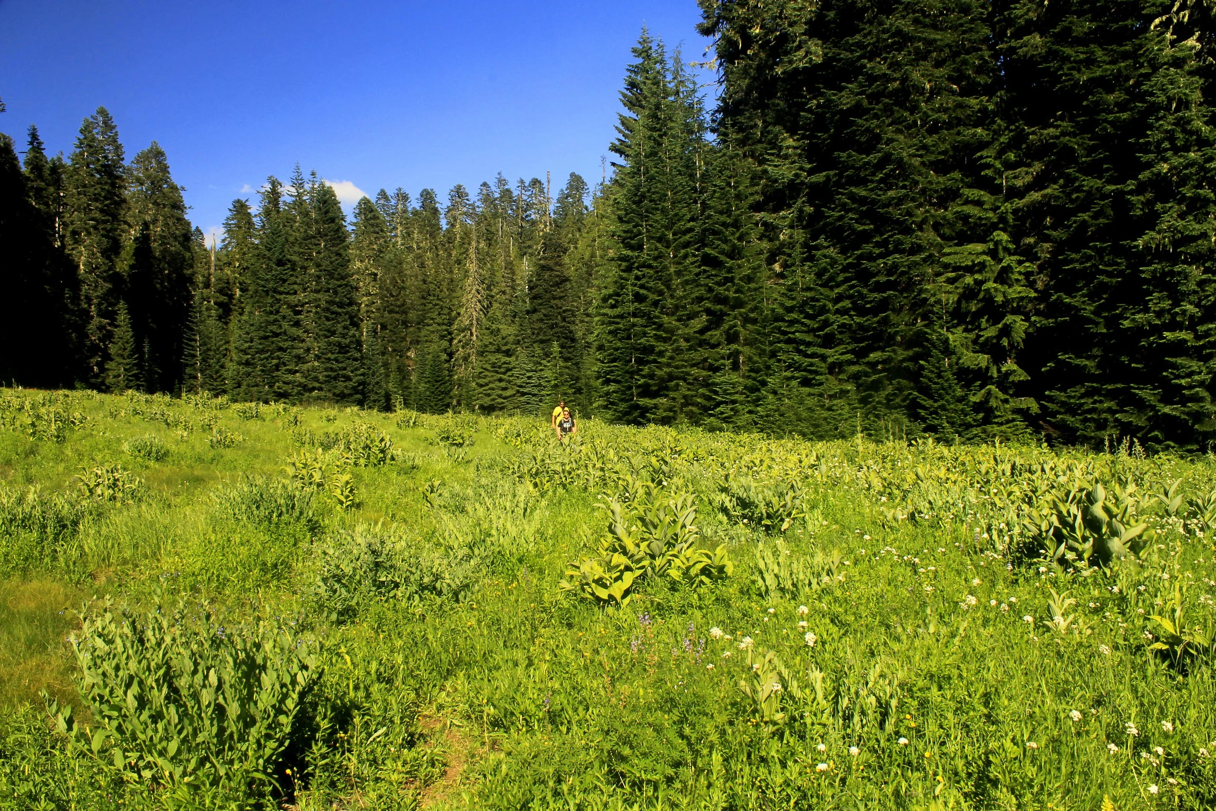 Wild Cheat Meadow 233 web.JPG