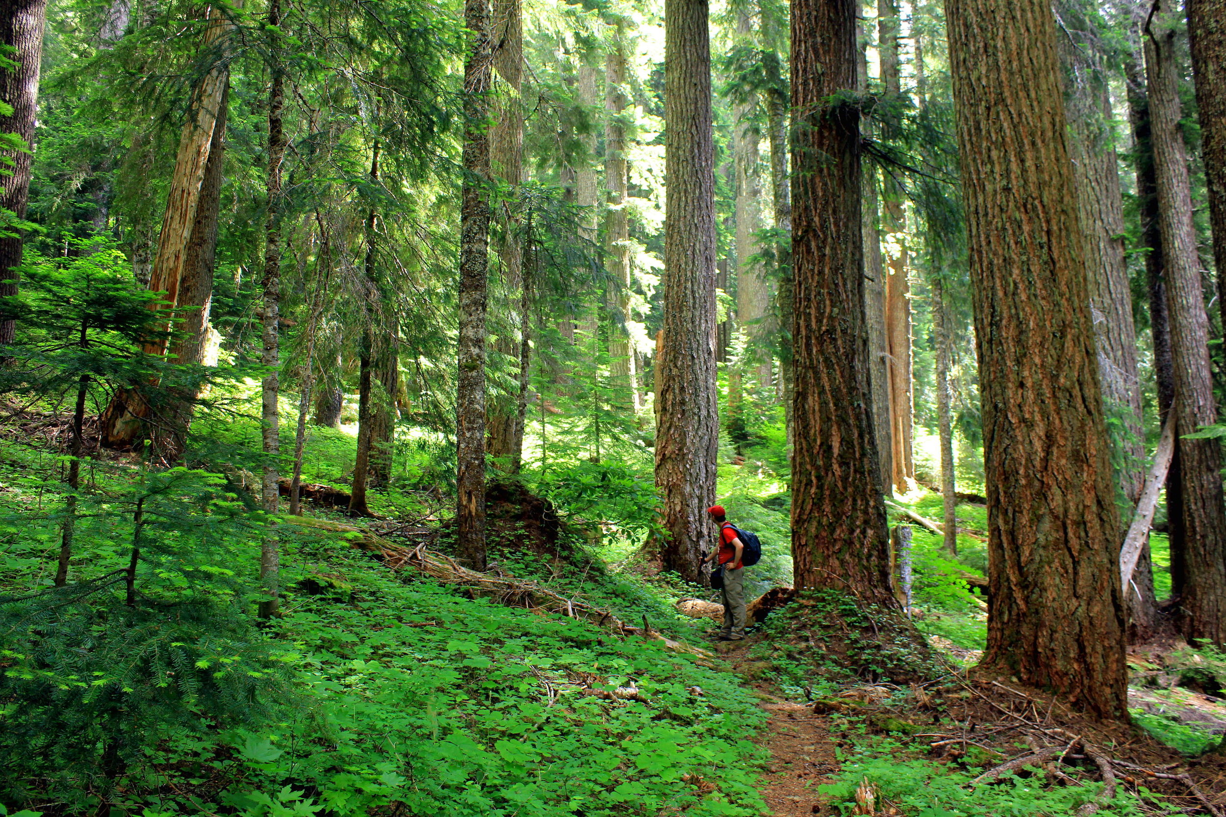Wild Cheat Meadow and Triangulation Peak 011 web.JPG