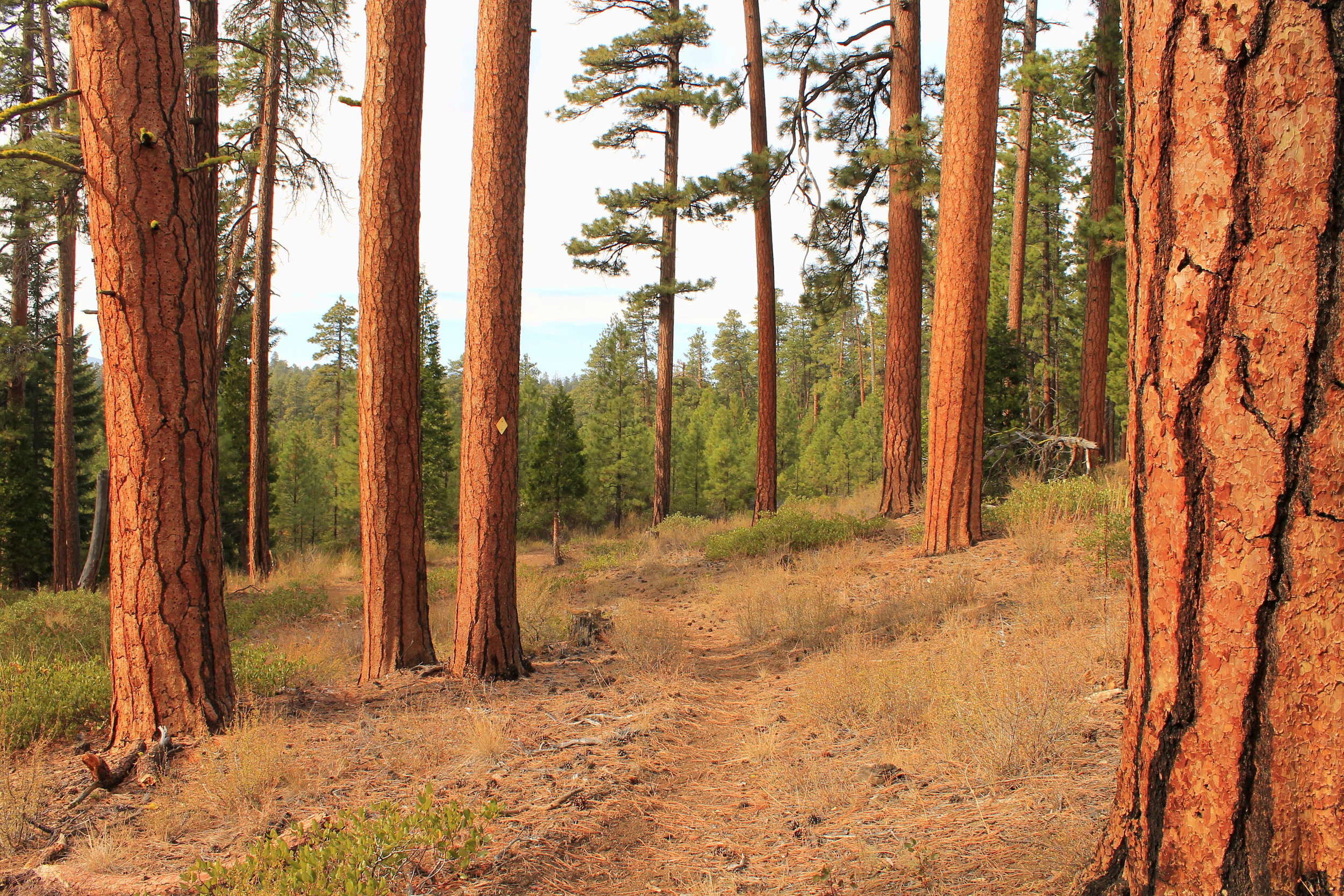 Green Ridge 039 web.JPG