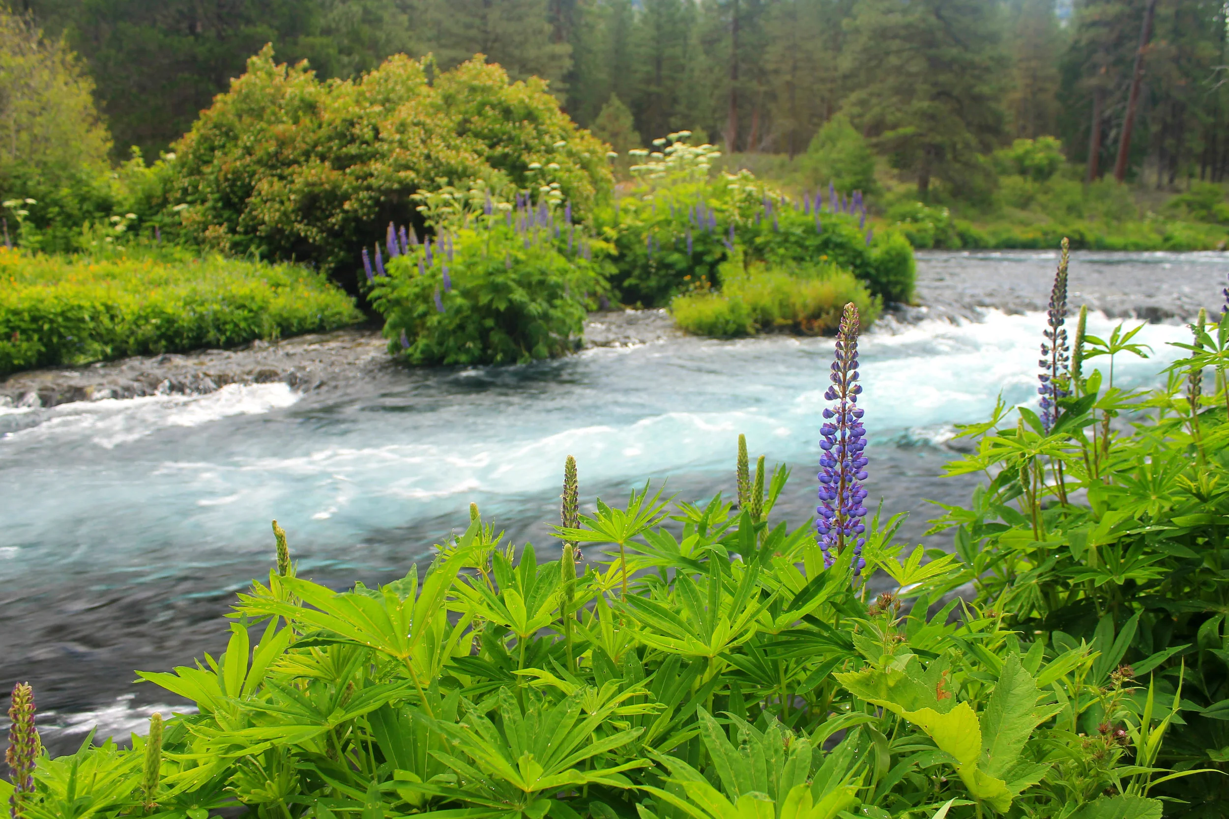 Metolius River - July 2012 web.JPG