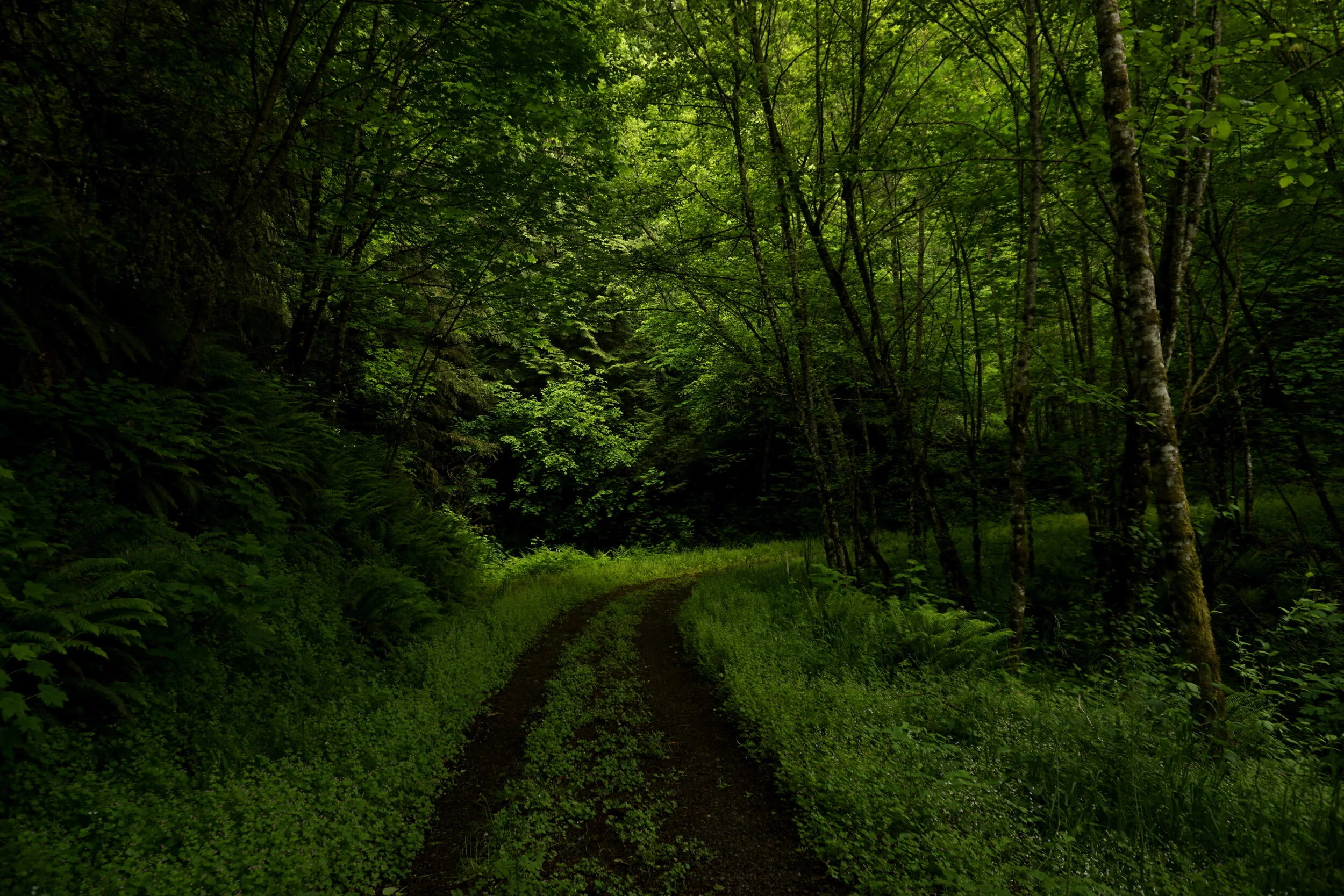 Burlington and McCarthy Creeks - May 23, 2020