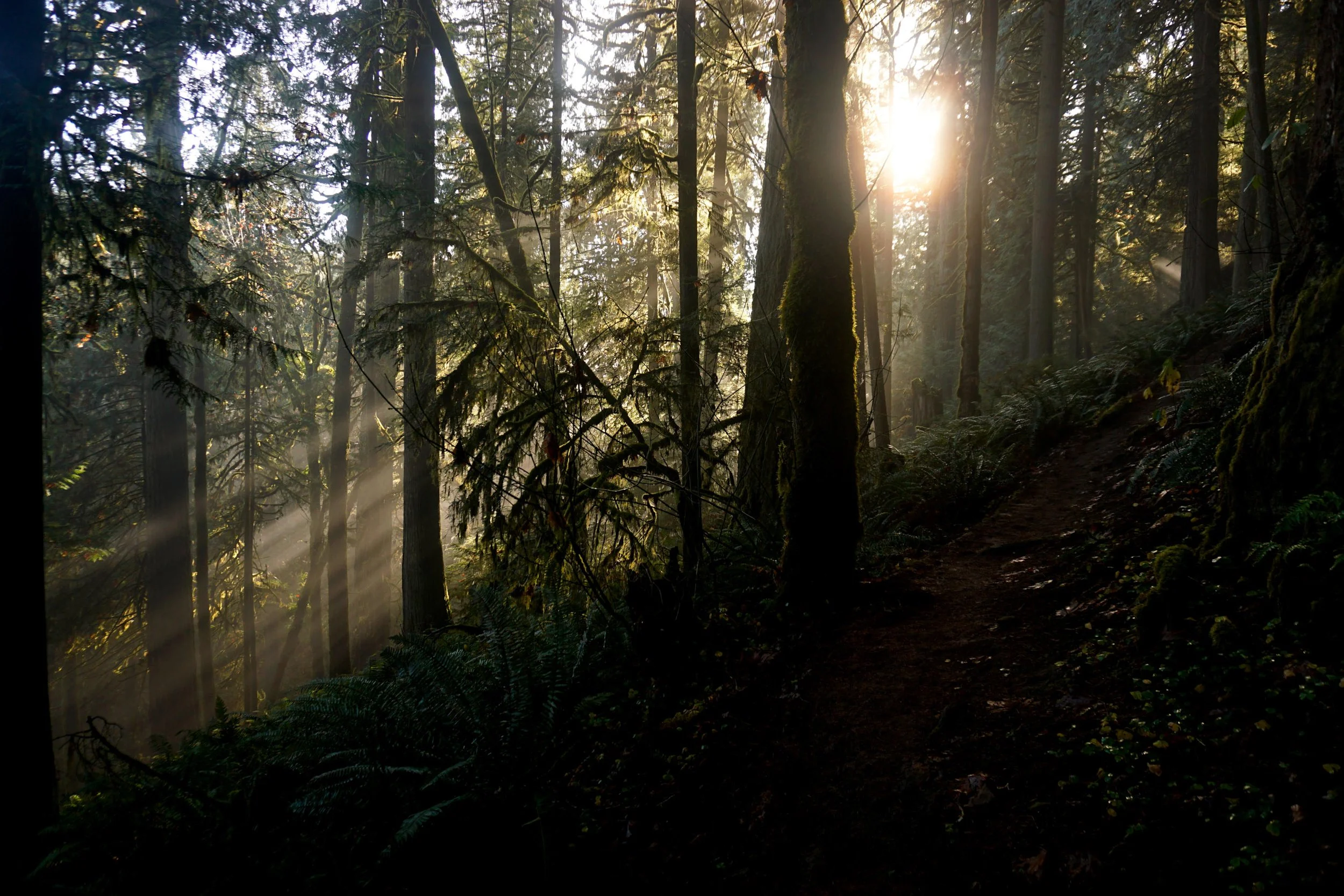 Eagle-Fern Park 026 Web.JPG