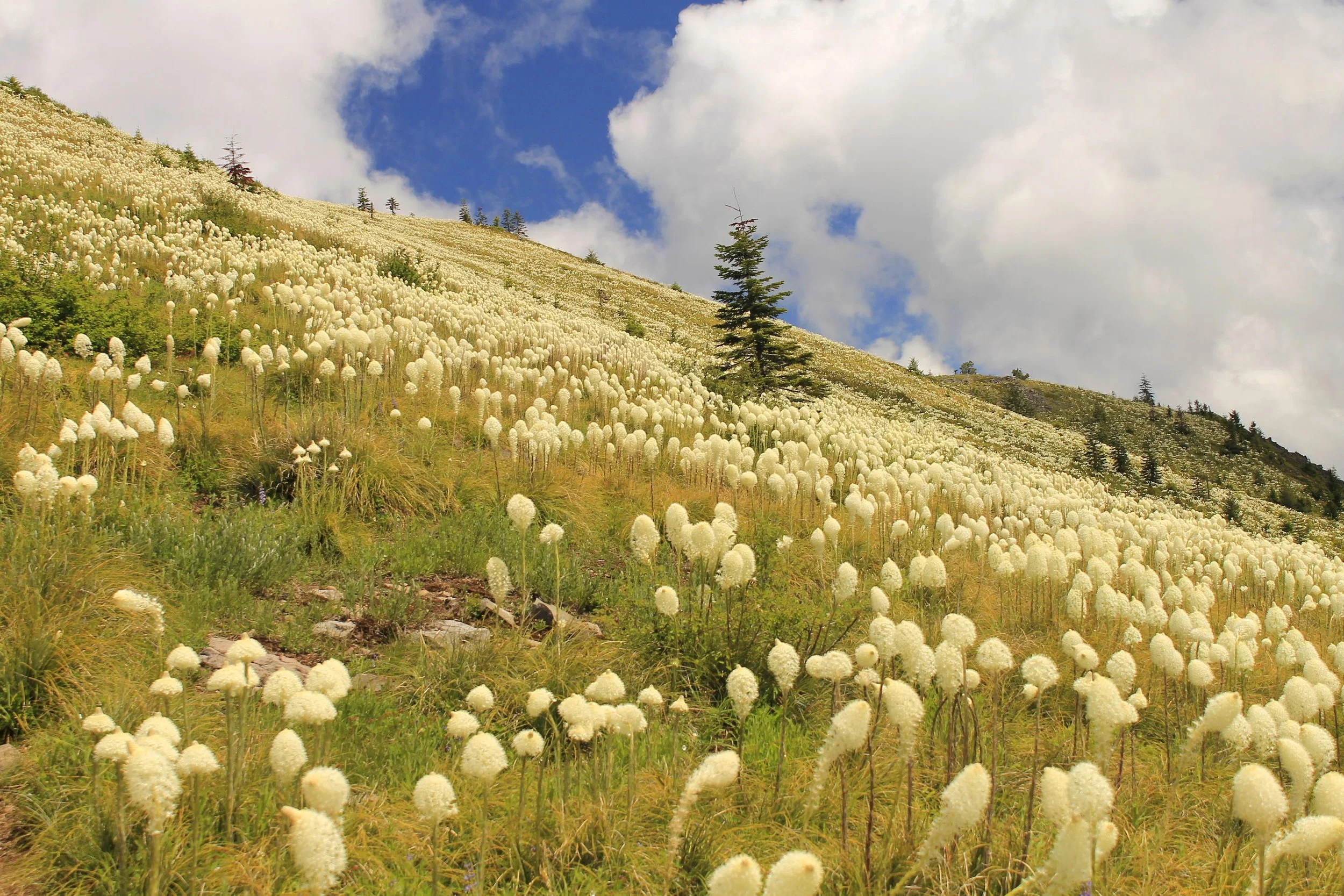 Coffin and Bachelor 084 web.JPG