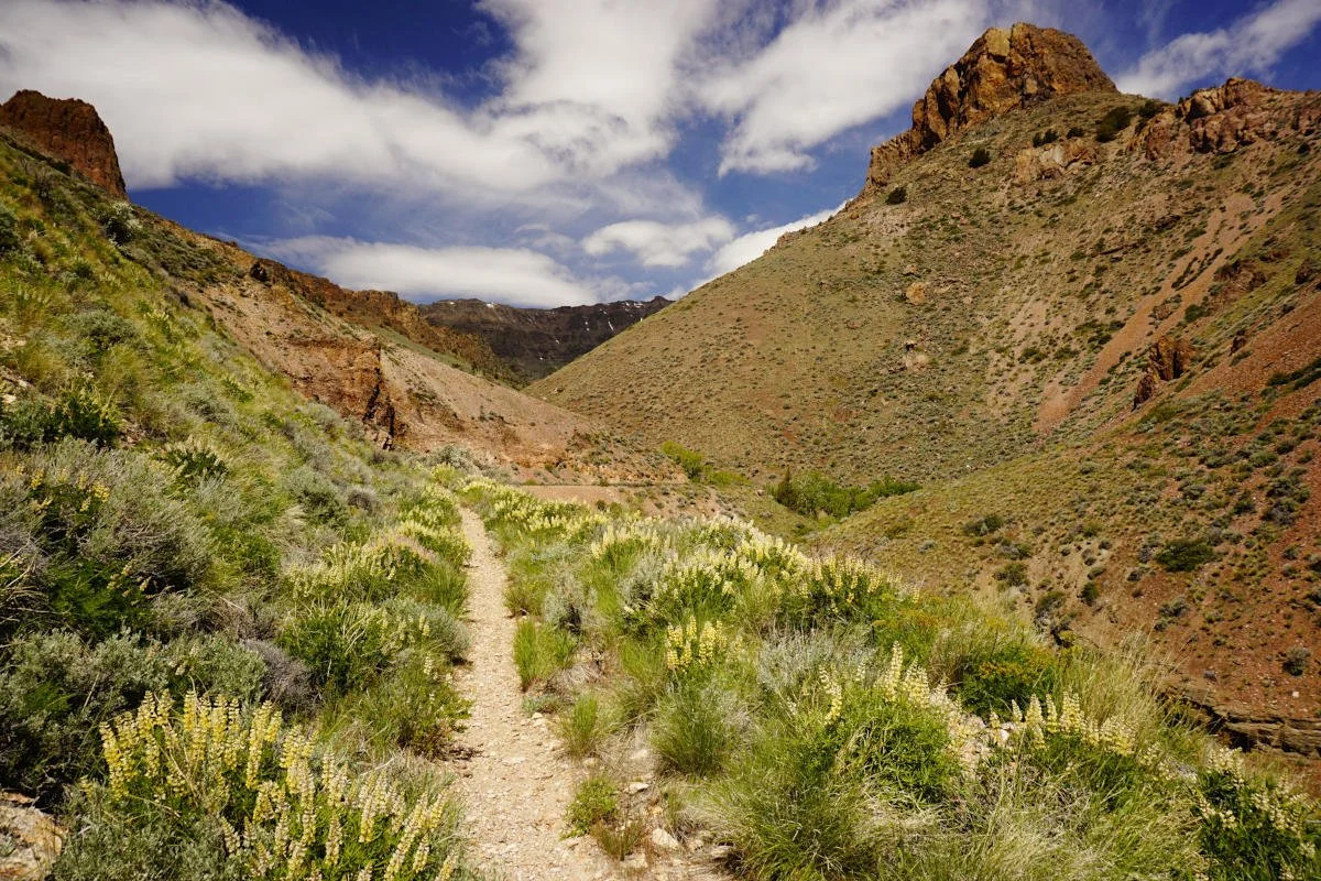 Steens Mountain 187 web.JPG