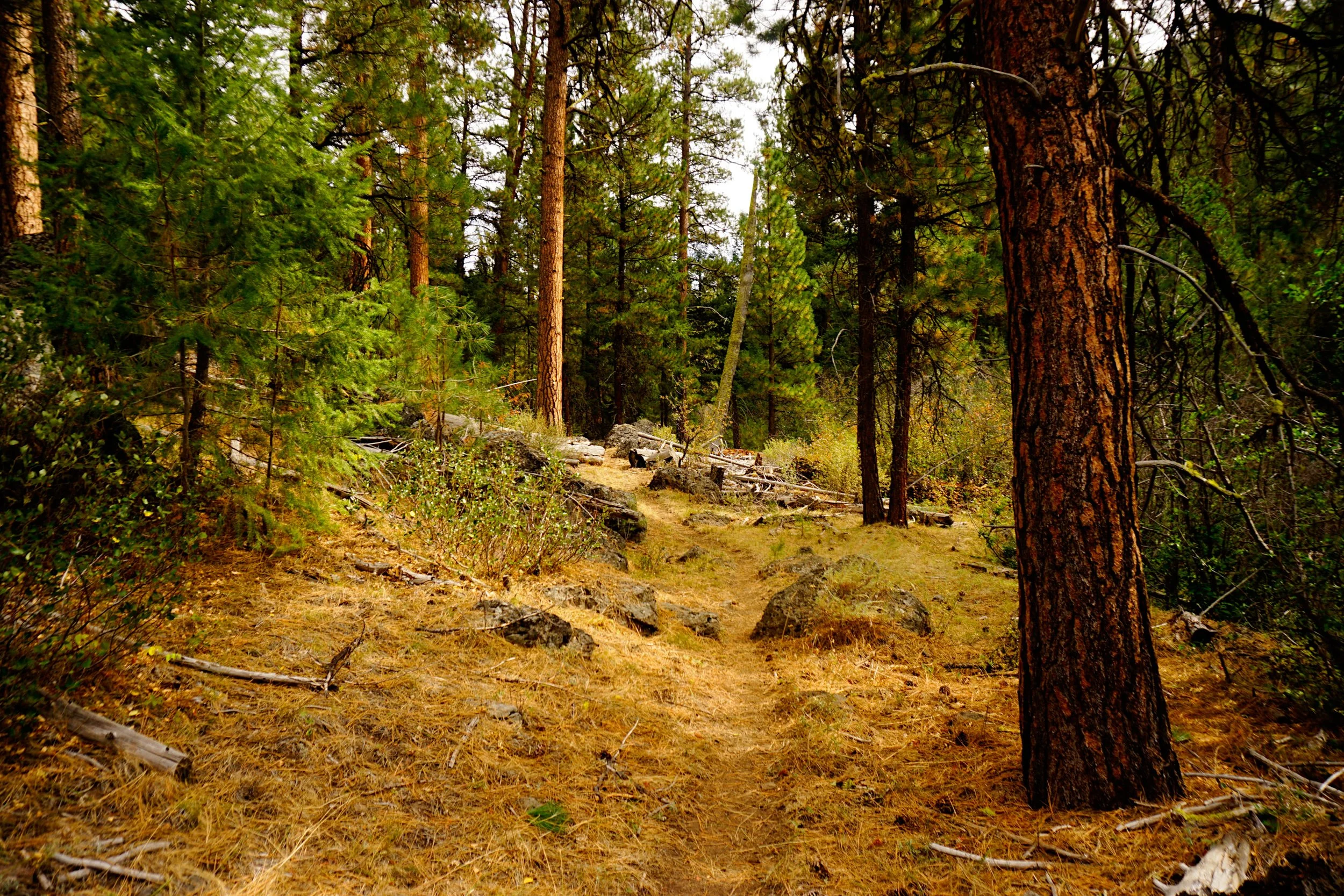 Craft Cabin Trail 206 web.JPG