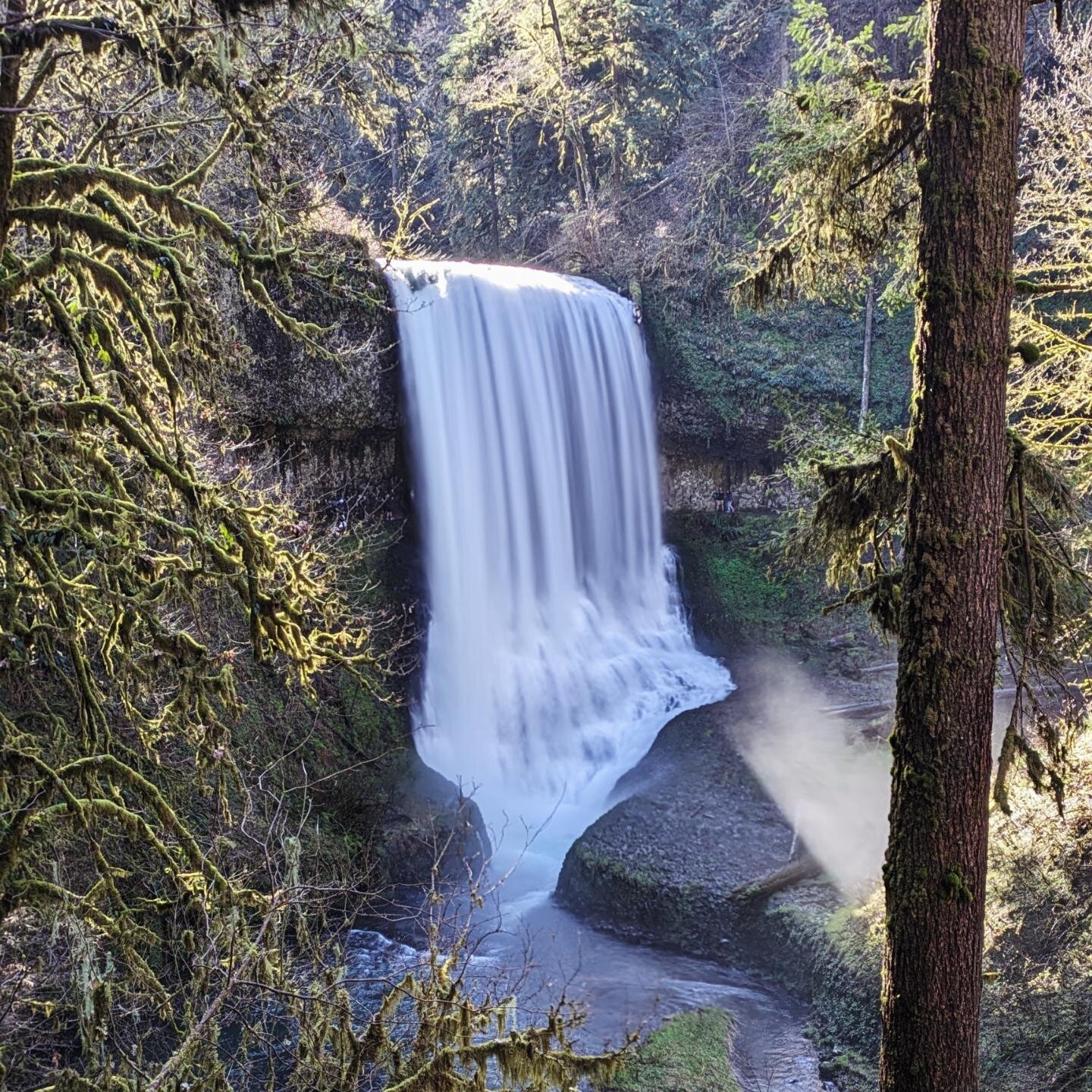 Sunny spring hikes at Silver Falls just hit different. I led a @aympdx and @mazamas1894 hike yesterday on one of the most beautiful days of the year. It started out cold but warmed up into absolutely gorgeous weather. We visited all ten waterfalls an