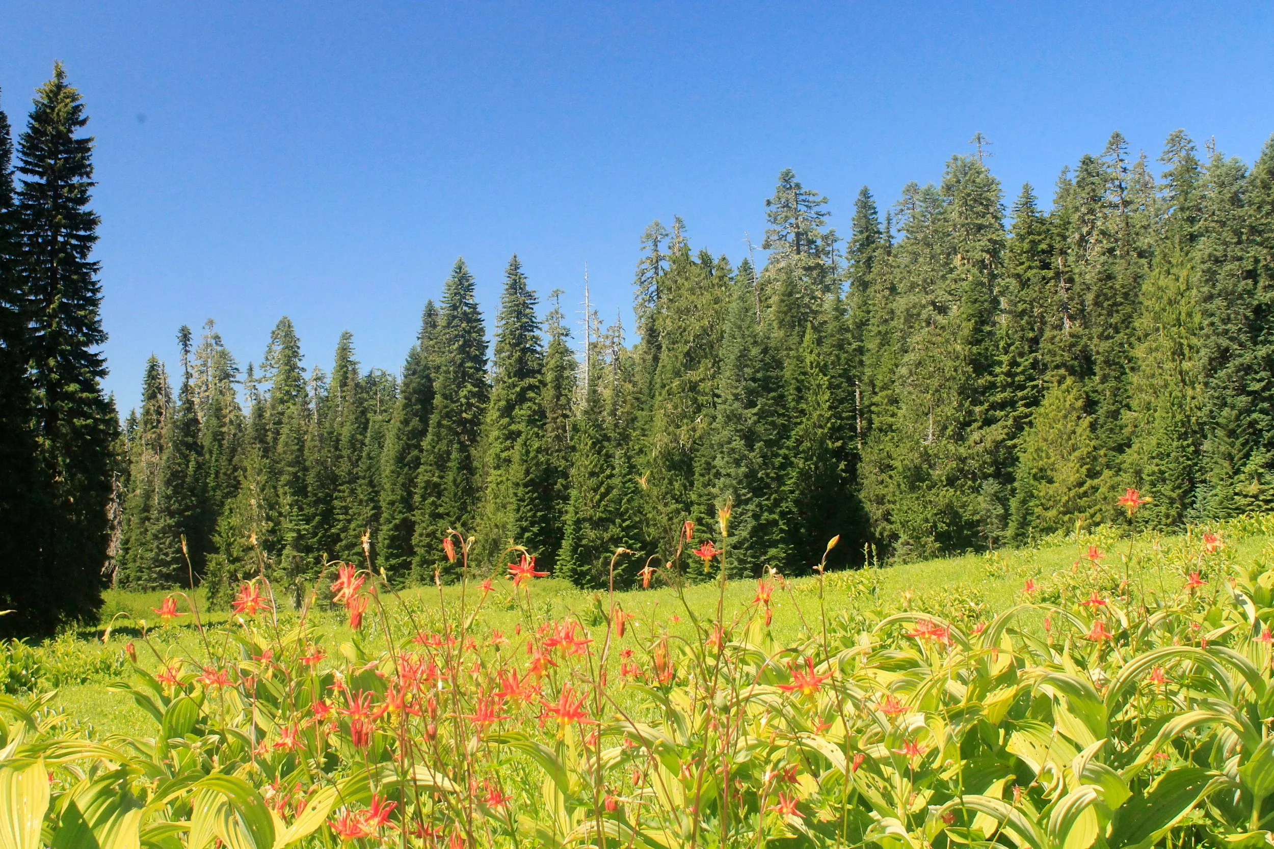 Wild Cheat Meadow 111 web.JPG