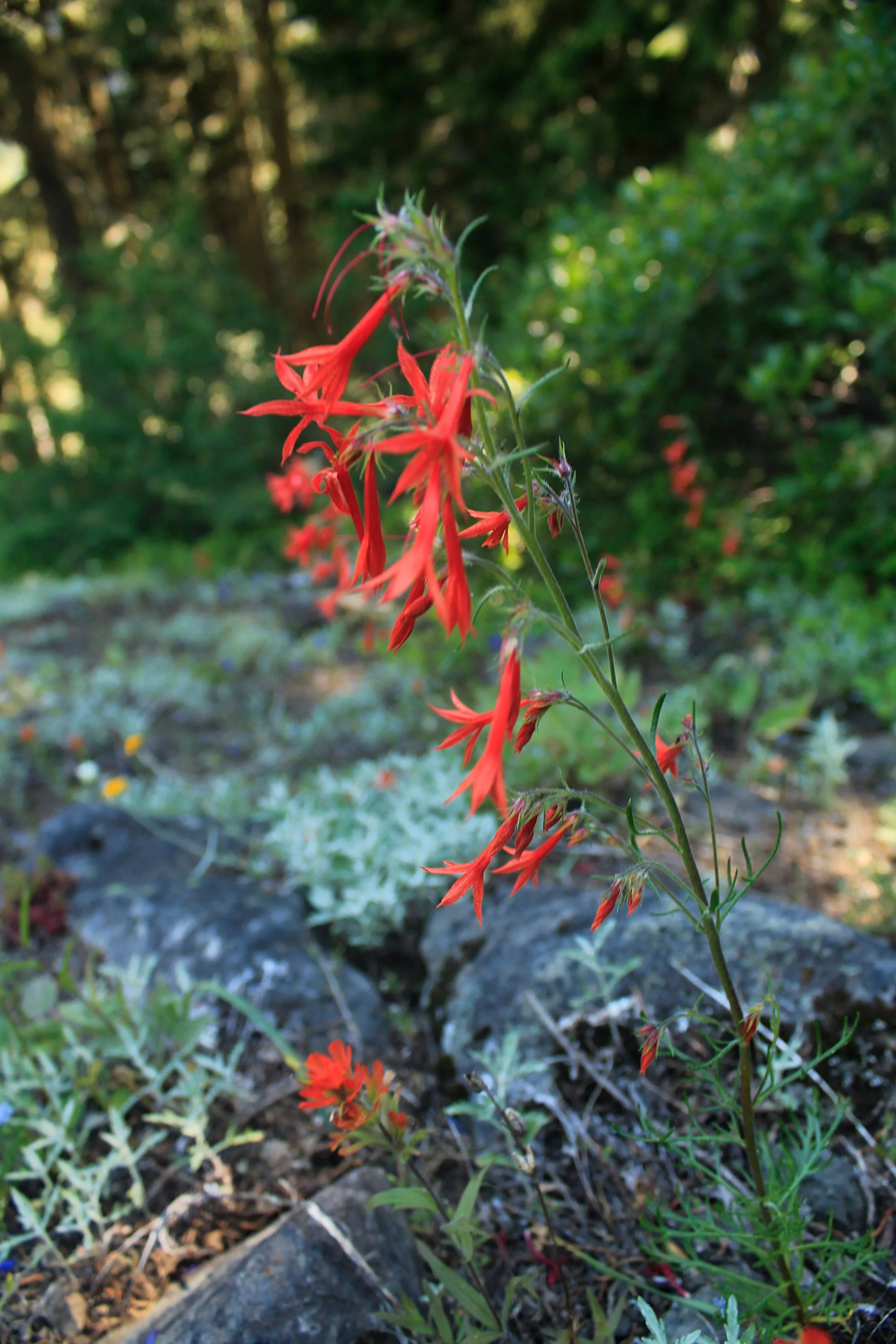 Wild Cheat Meadow 199 web.JPG