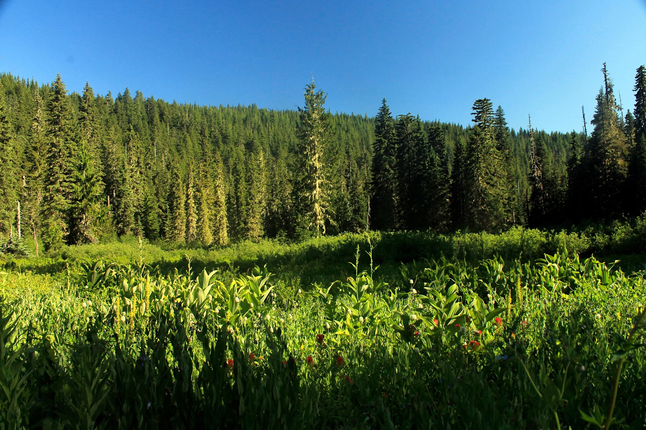 Wild Cheat Meadow 235 web.JPG