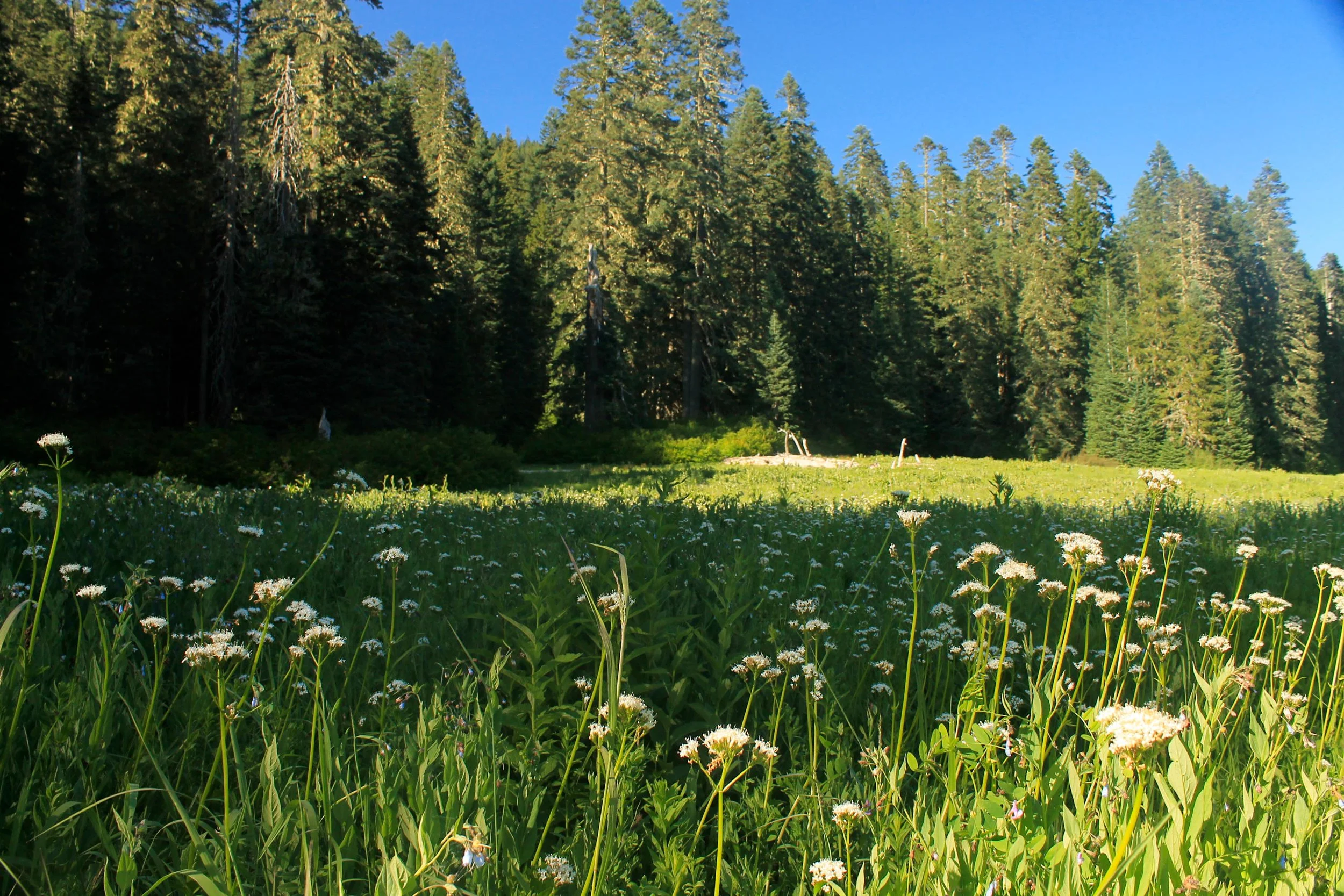 Wild Cheat Meadow 238 web.JPG