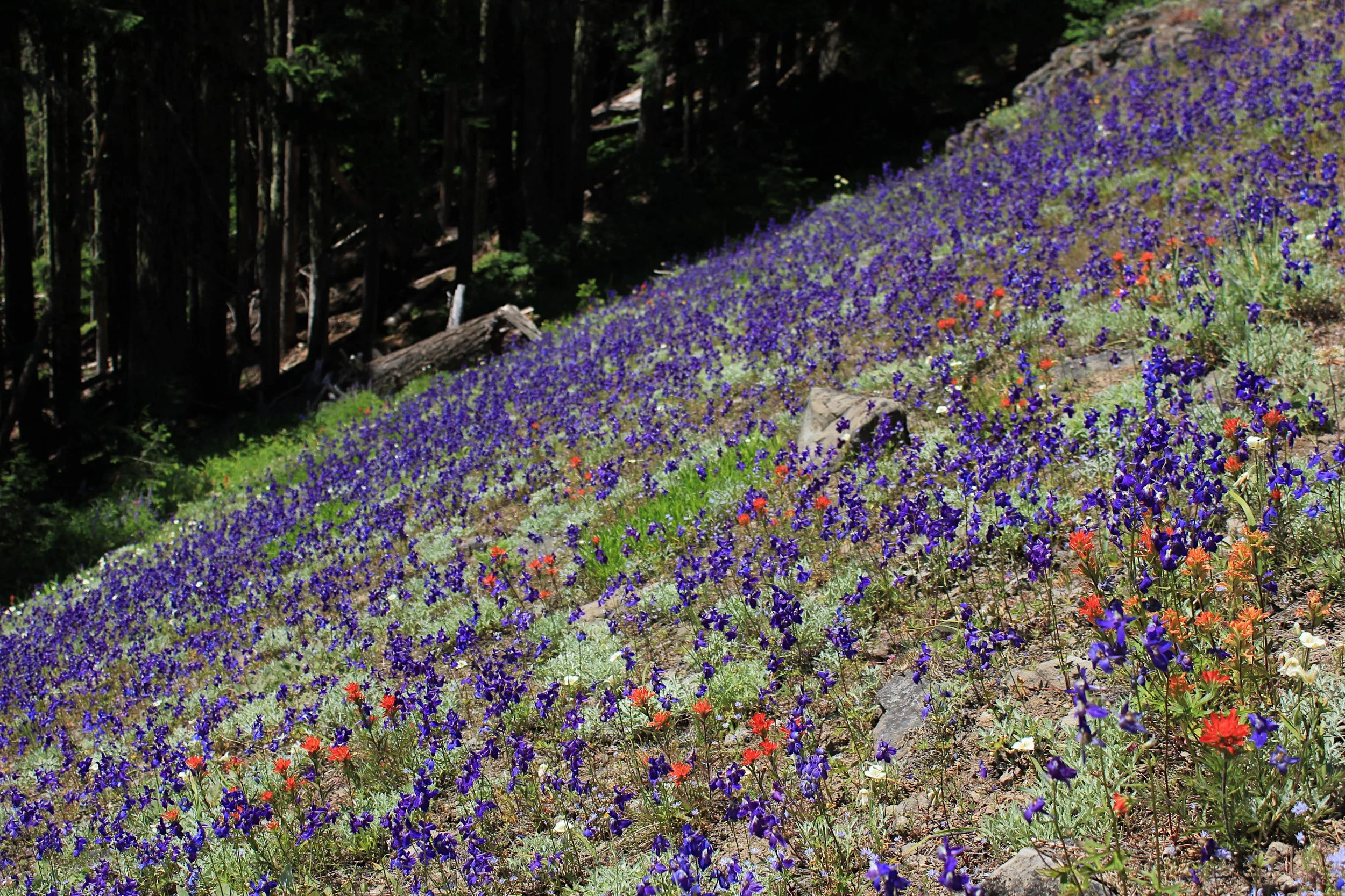 Wild Cheat Meadow and Triangulation Peak 125 web.JPG