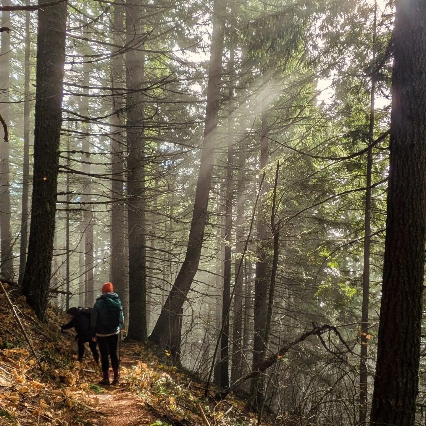 Sundays are for quiet hikes with great friends and their awesome dogs, for mushroom hunting and photography, and for finding a single apple tree in an arboretum that had one perfect-looking apple still on the tree. We even avoided the rain! On the wa