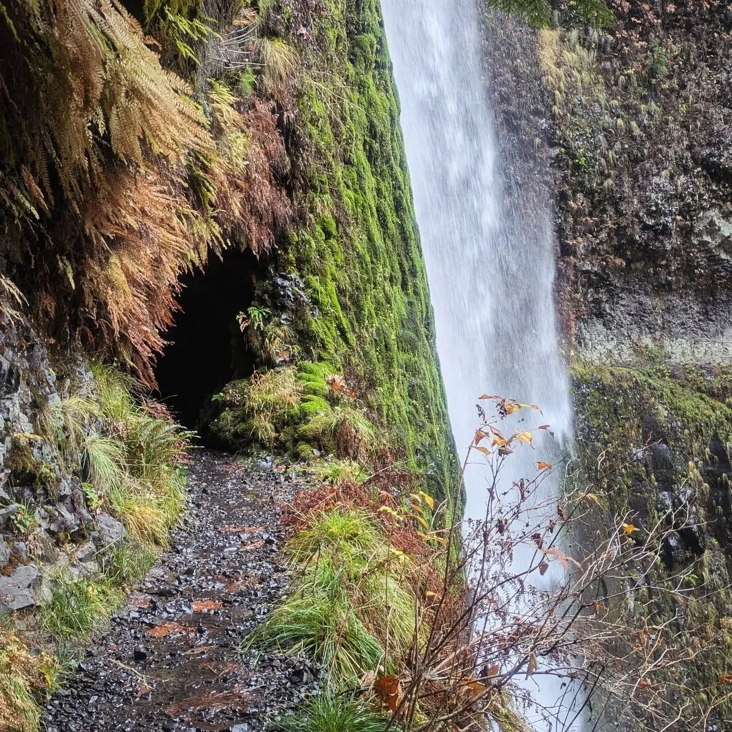 It's not often you get the Eagle Creek Trail almost to yourself, but somehow we did yesterday. I think we saw at most 20 people total yesterday, and we had Tunnel and Twister Falls to ourselves. The trail was as gorgeous as ever, with views of more t