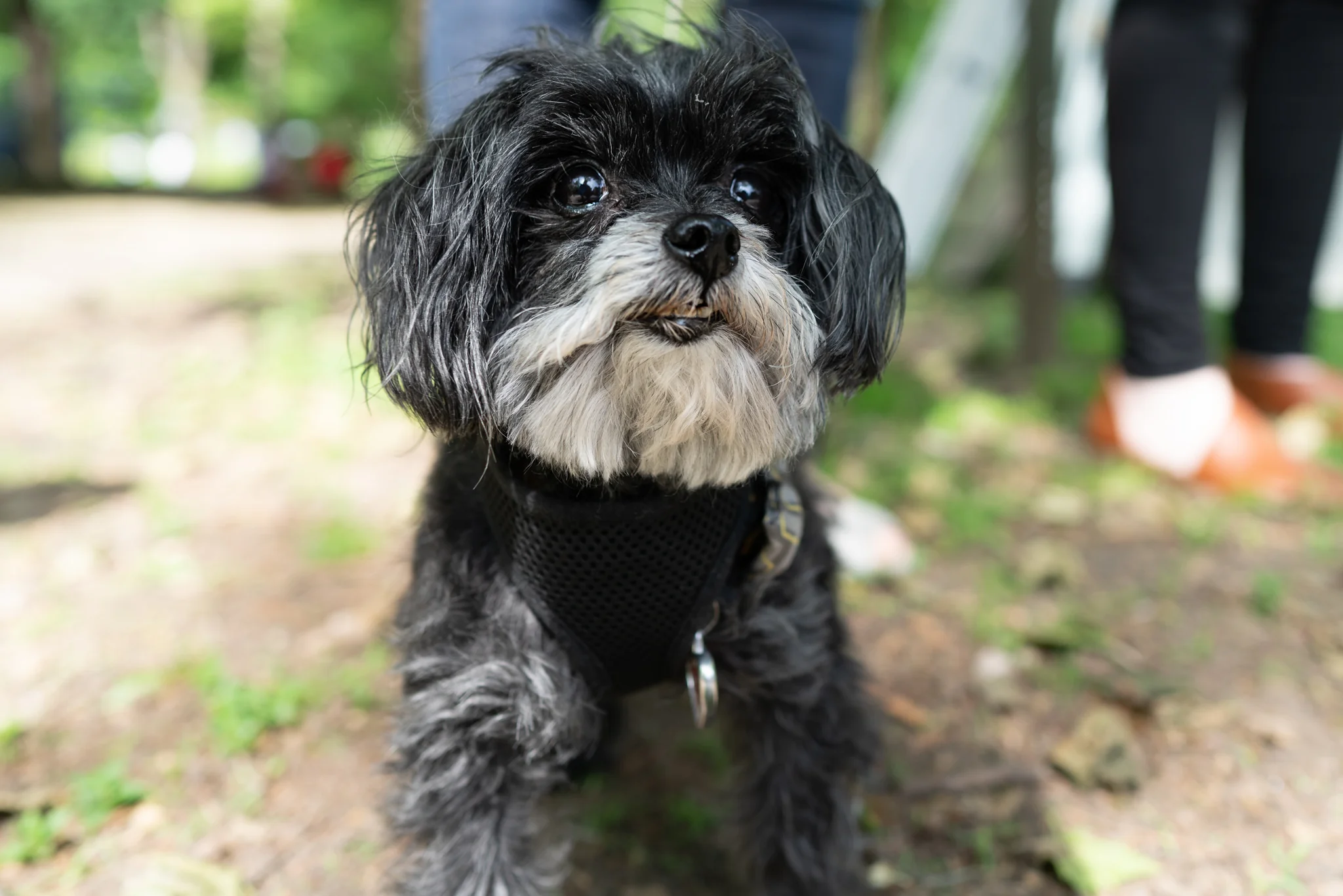 This dog had a great name, and for the life of me I can’t remember what it was. Sony 24mm f/1.4 at f/2.5, cropped to a 35mm-ish equivalent.