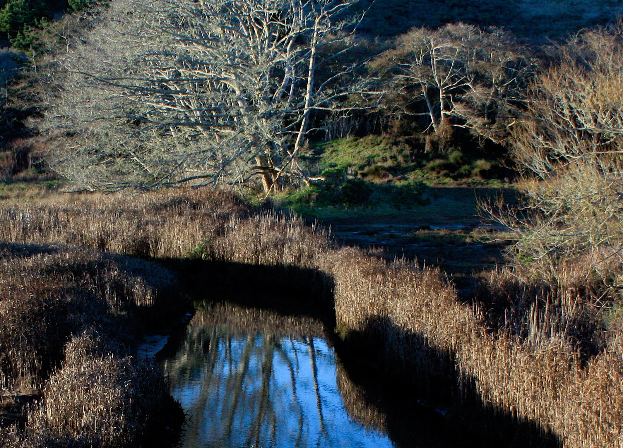 reflecting treesreg-7.jpg